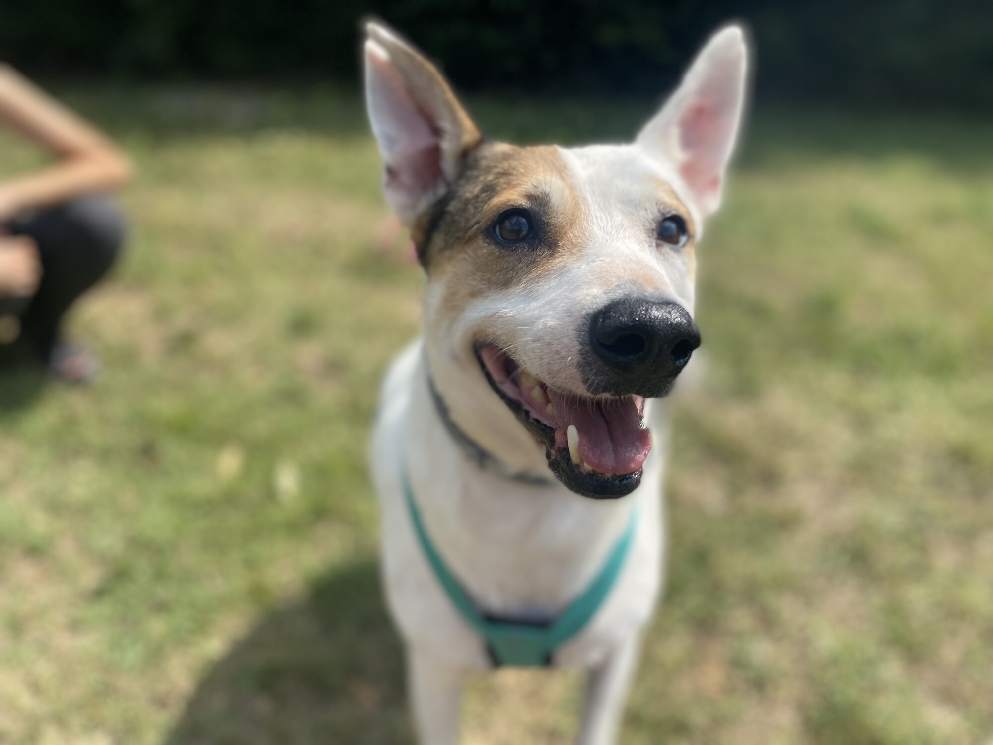 Dog Rem, wearing a green harness, enjoys a sunny day out in Save the Dogs' garden