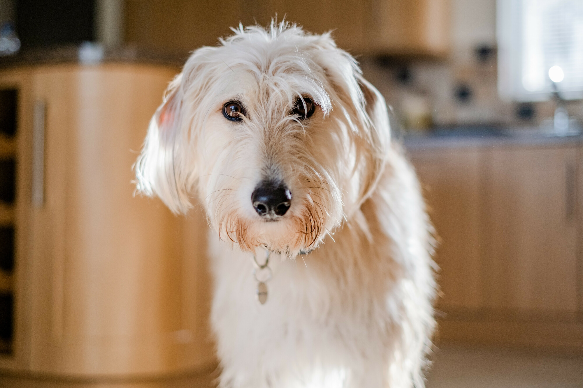 Hazel close up to camera in kitchen