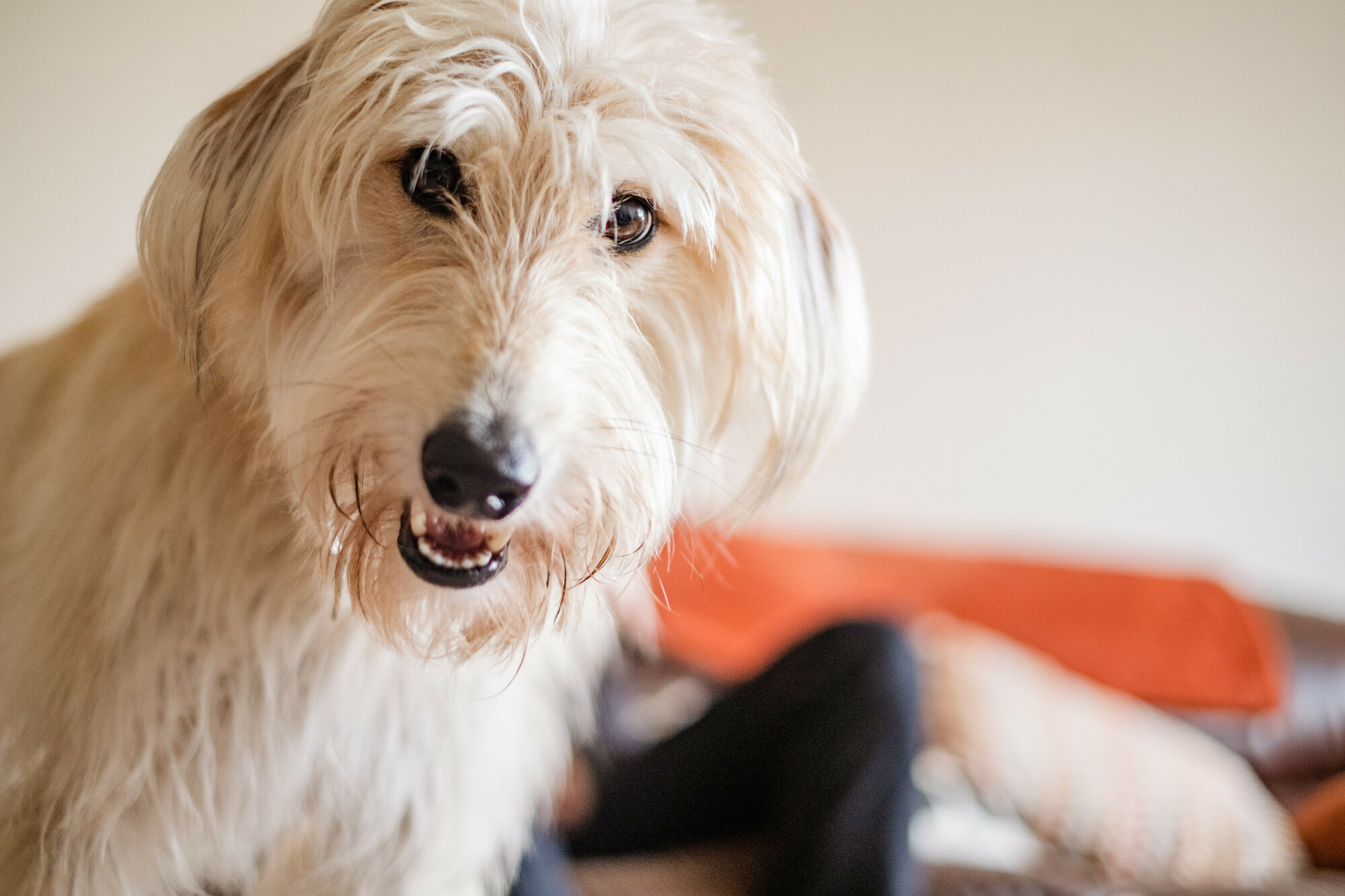 Golden lurcher Hazel looking down into camera
