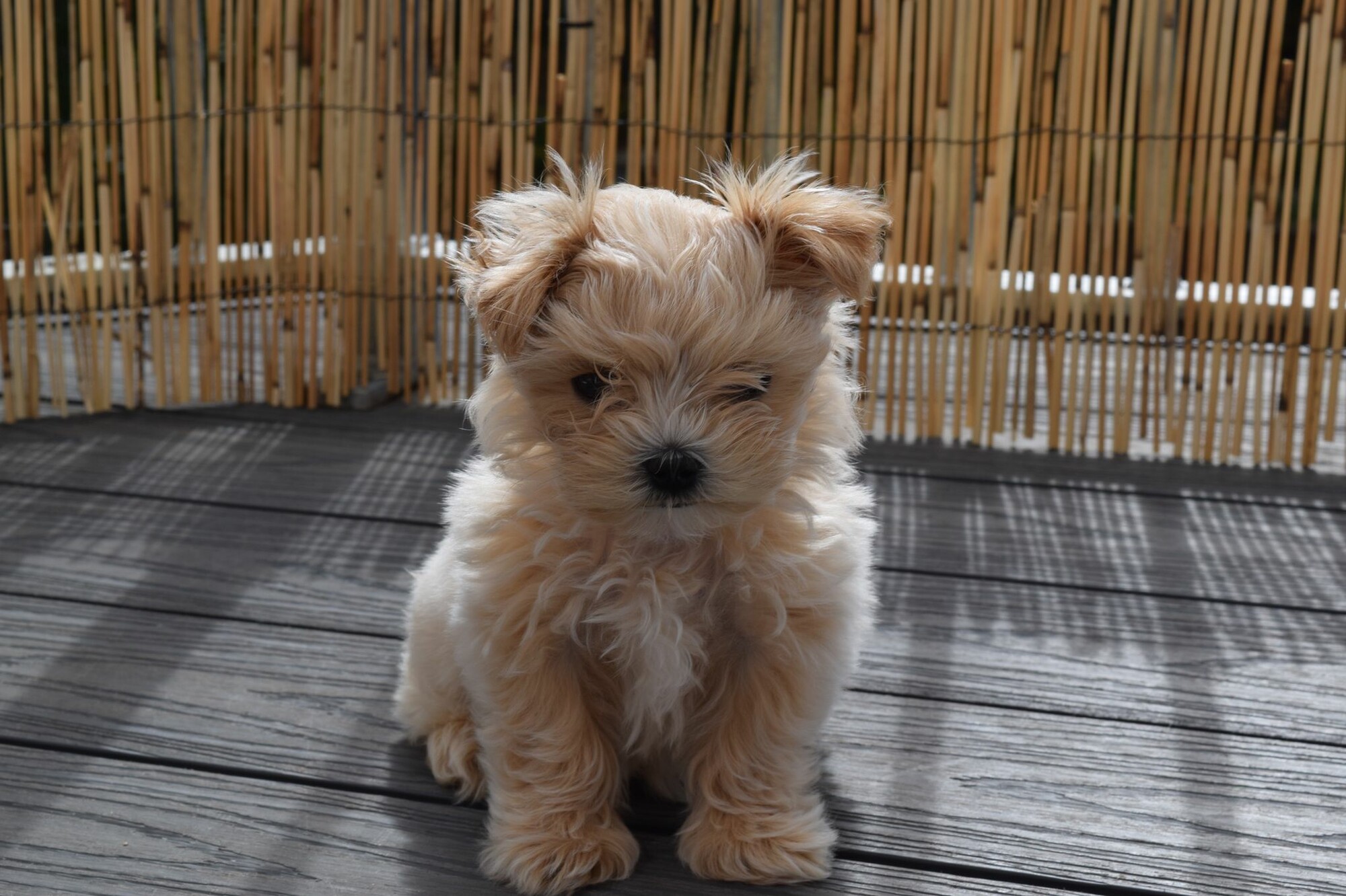 Martha sitting outside in sunlight at nine weeks old