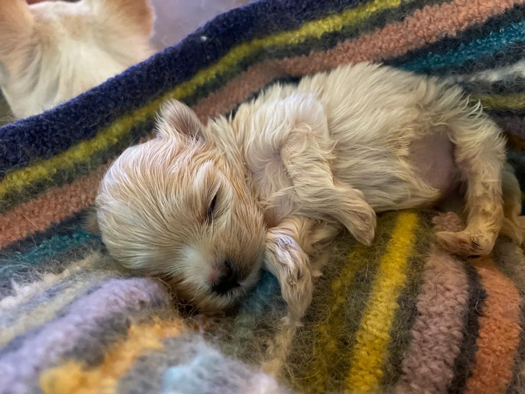 Tiny Martha at five weeks old asleep on a stripy coloured blanket