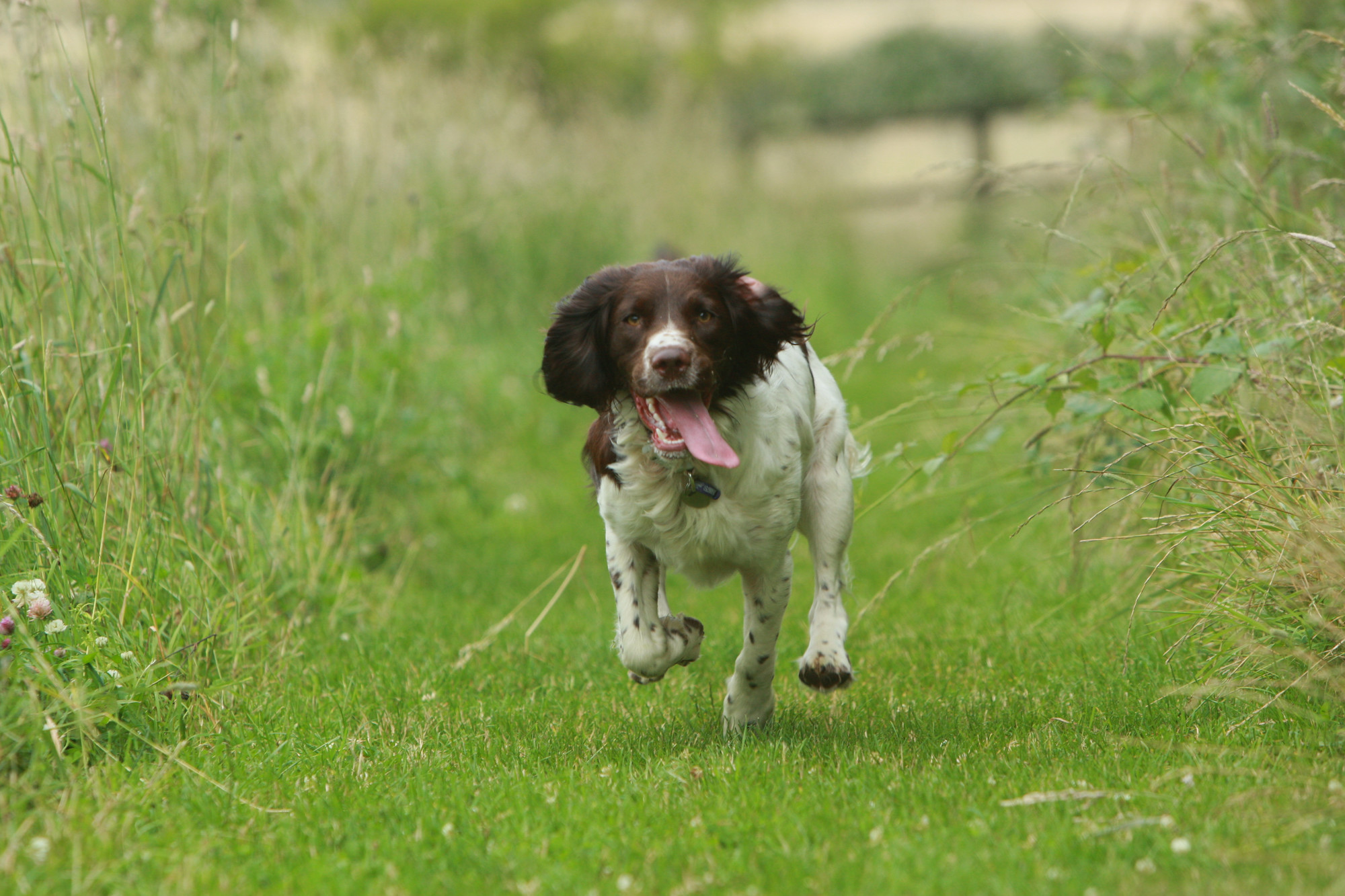 A brown and white spaniel dog running through a grassy field with its tongue out