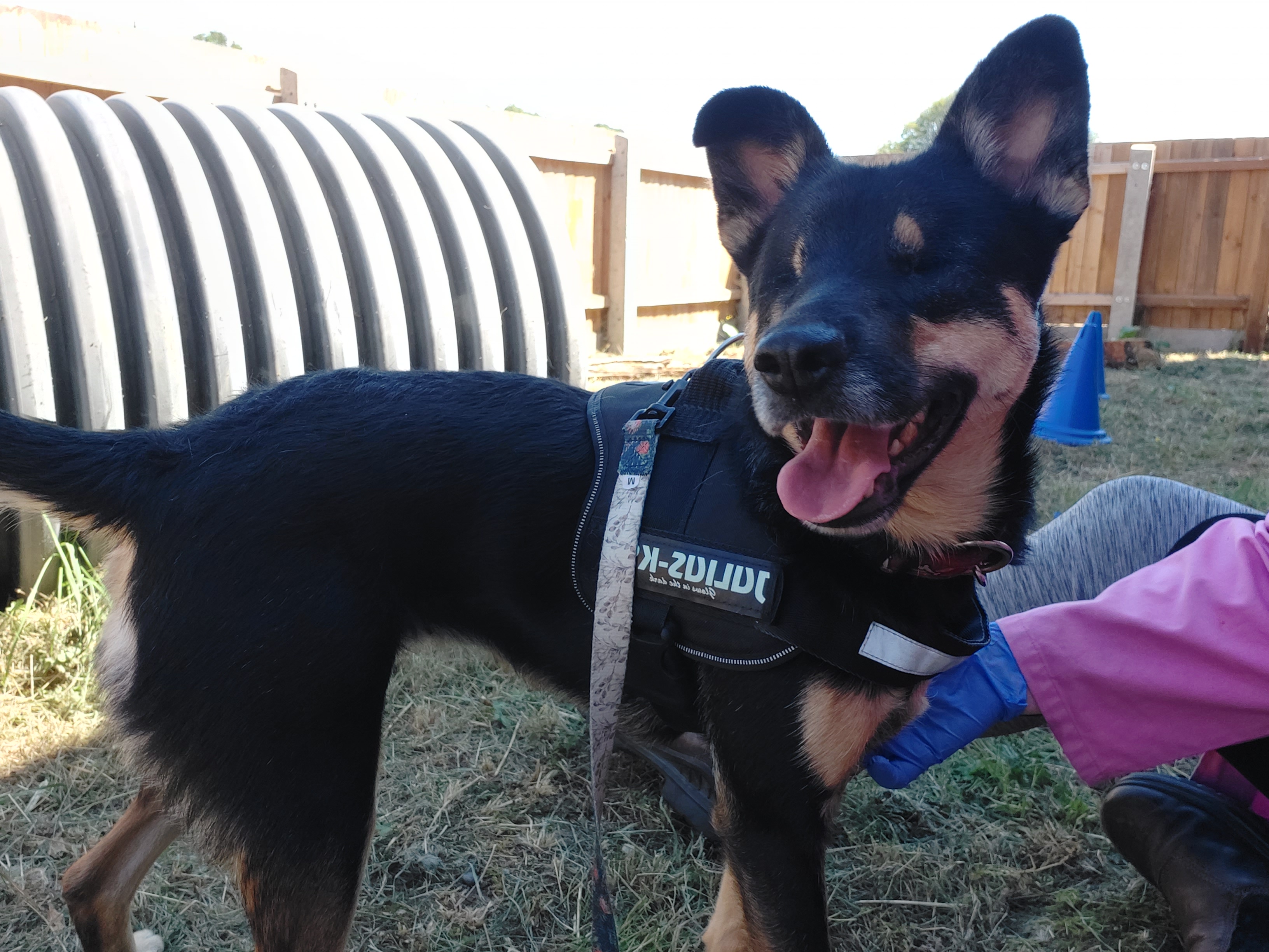 Our enclosed exercise space meant Lucy could have fun outside and enjoy lots of fuss from our team