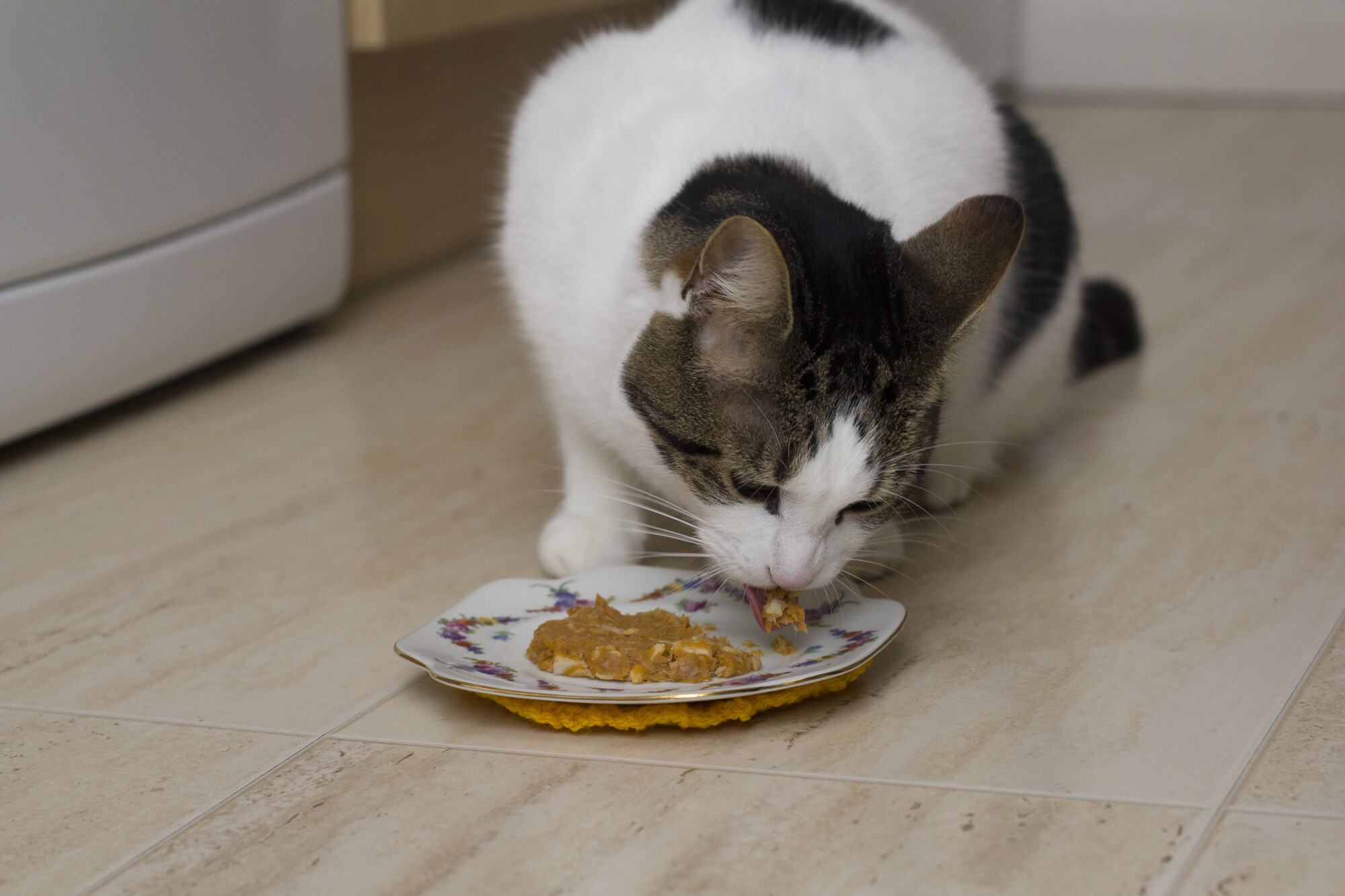 Brown and white cat eating a homemade pancake from a plate