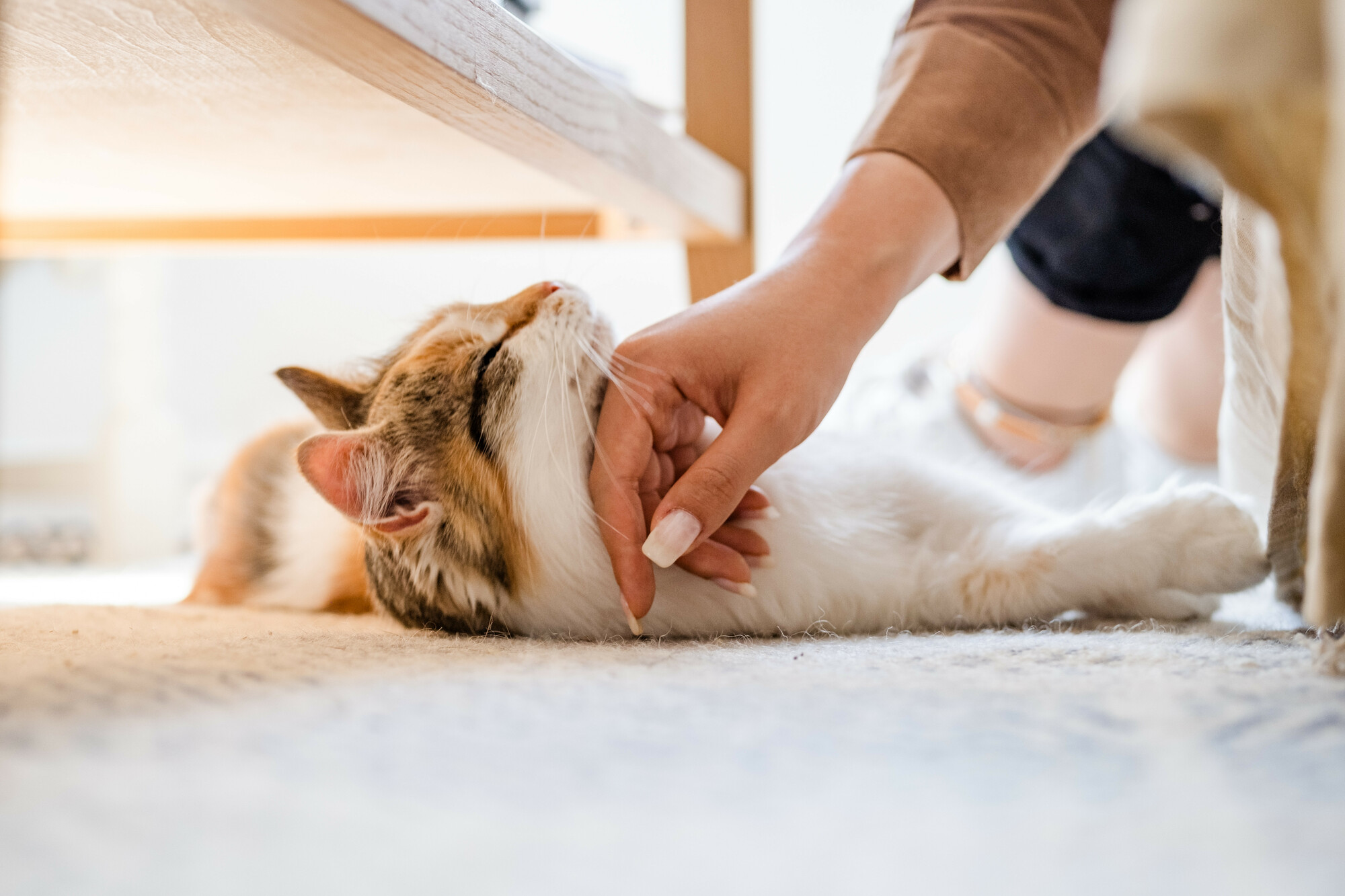 Cat Elya smiles as her owner, Lisa, gives her a chin scratch