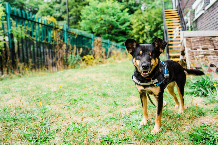 Small black and tan crossbreed Lucy smiles towards the camera