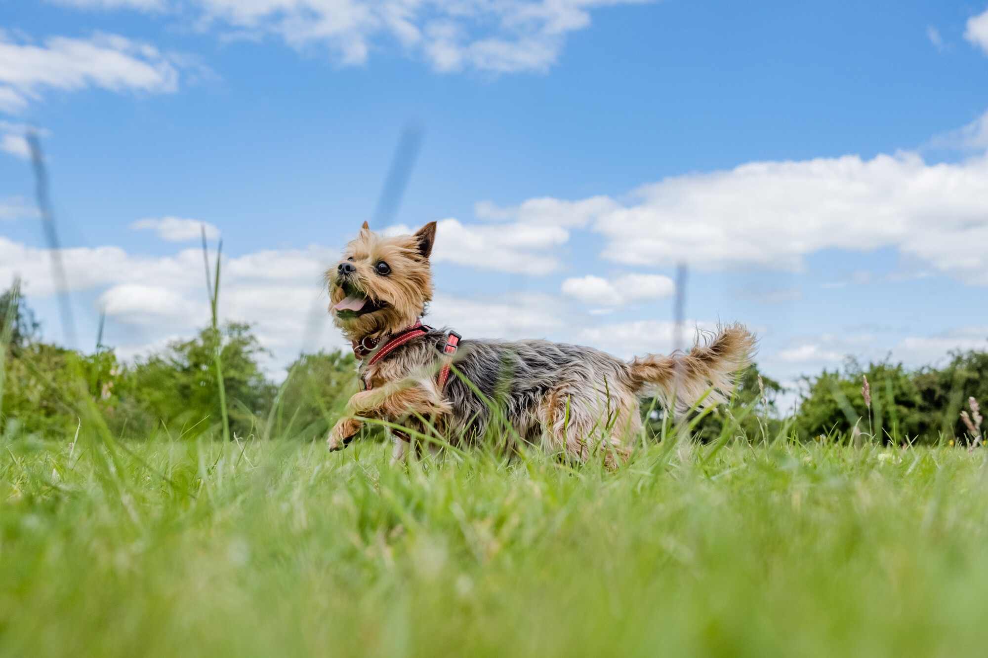 Yorkshire terrier, Petra, running through grass wearing a red harness