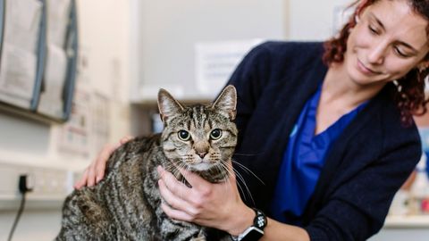 Female vet checking a cat in one of our animals hospital clinics