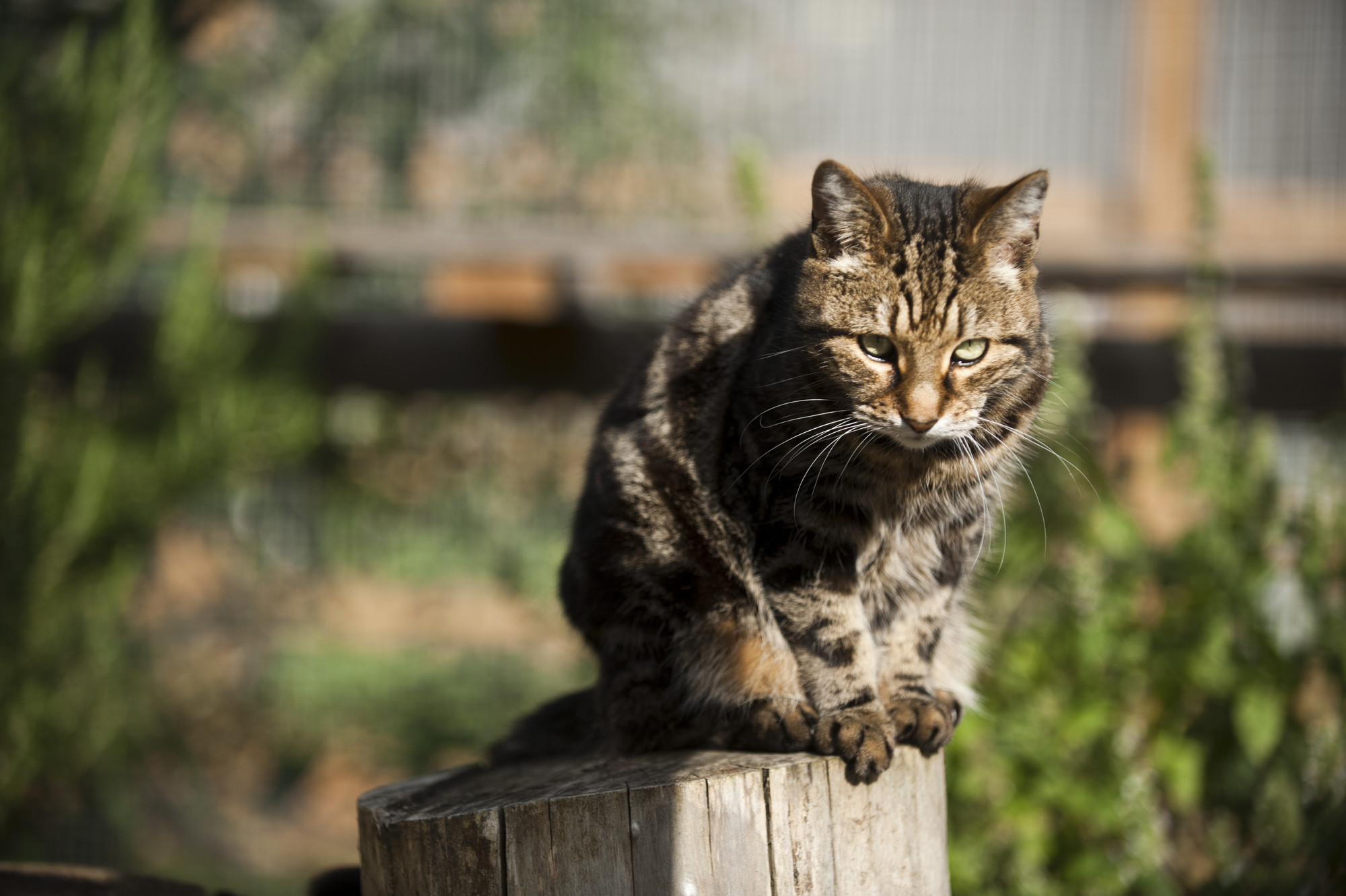 Brown cat standing on a fence post