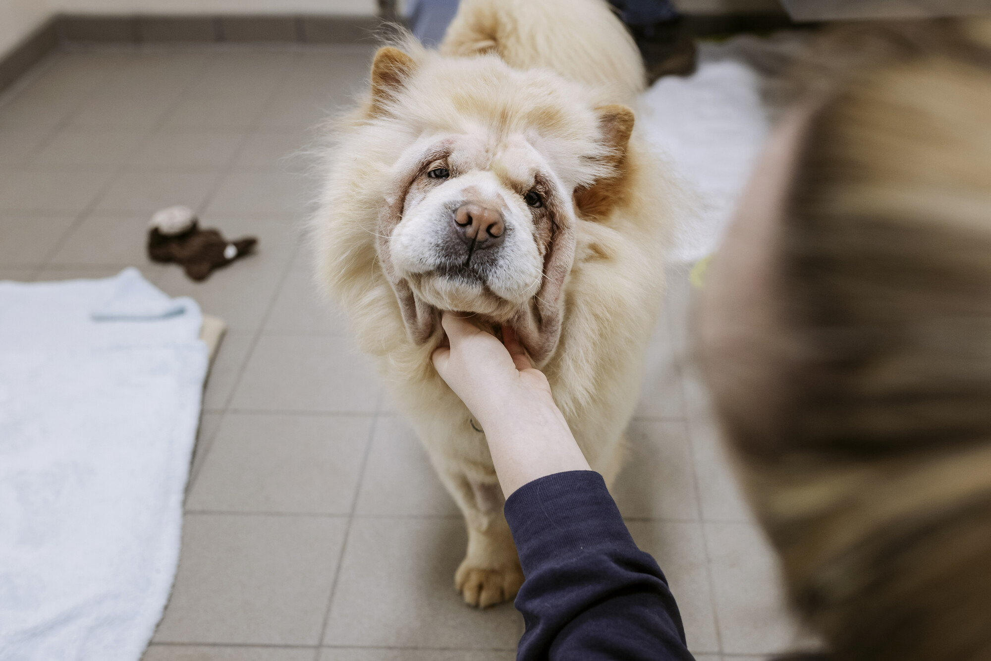 Dog Bridget enjoying a good chin scratch