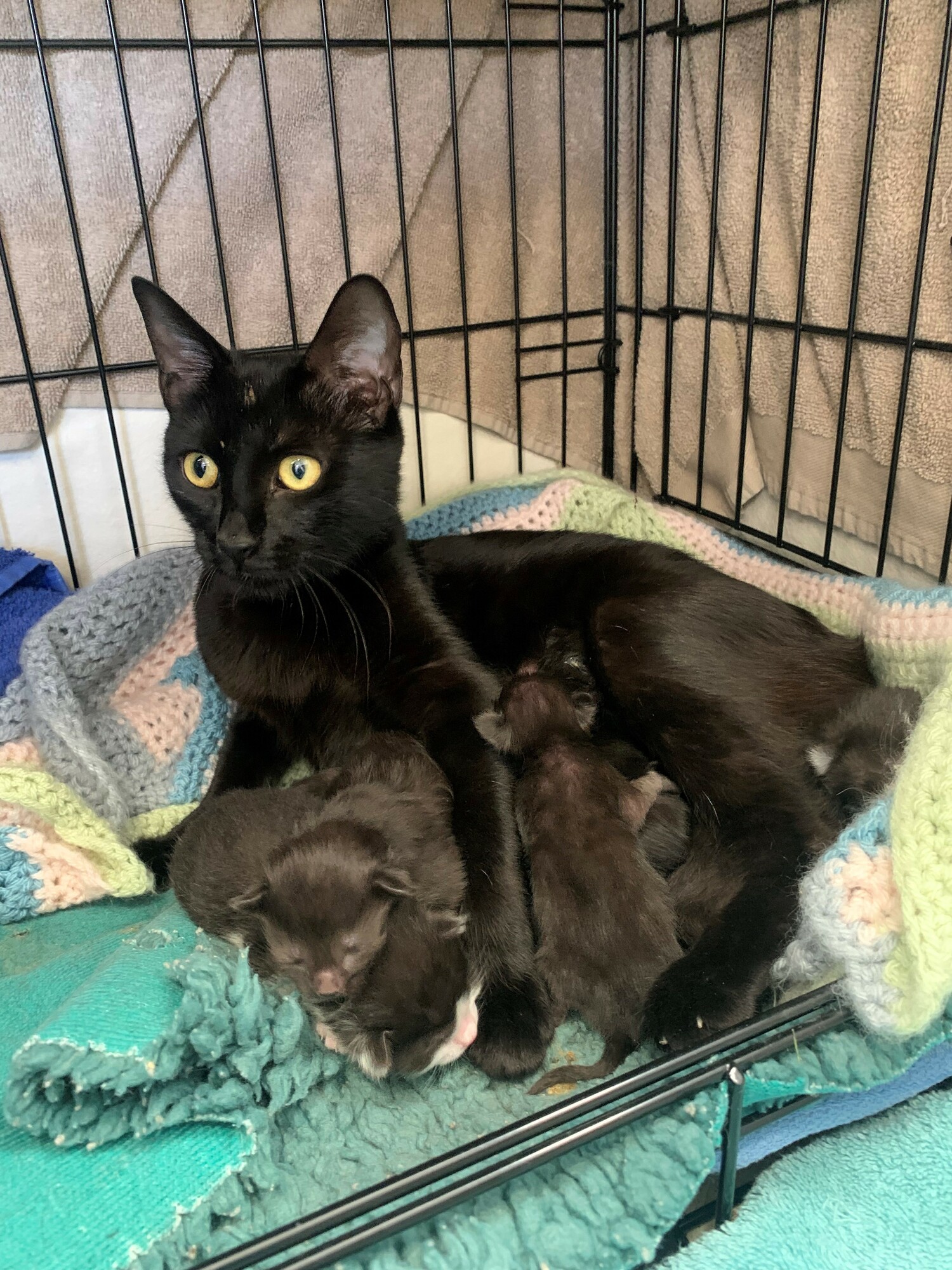 Mum Marzipan with her litter