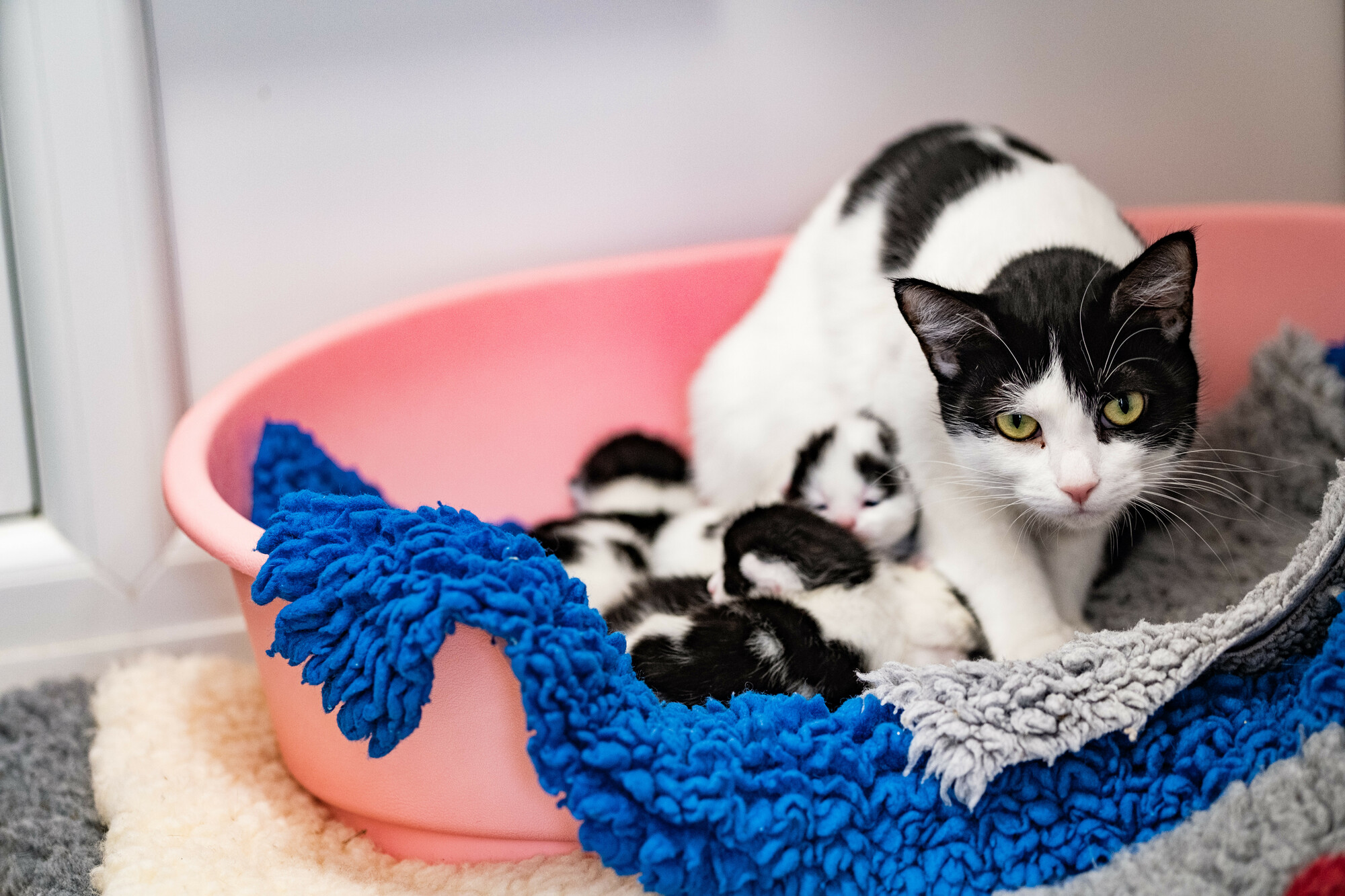 Black and white cat, Mini, in a pink cat bed surrounded by her kittens
