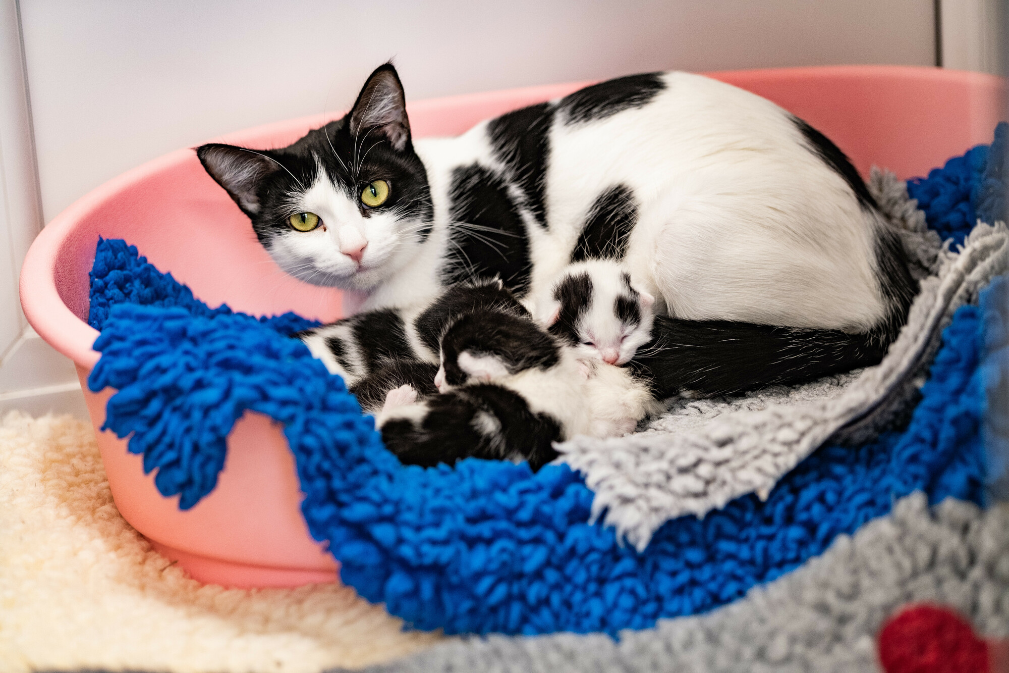 Black and white cat, Mini, lying alongside her young kittens