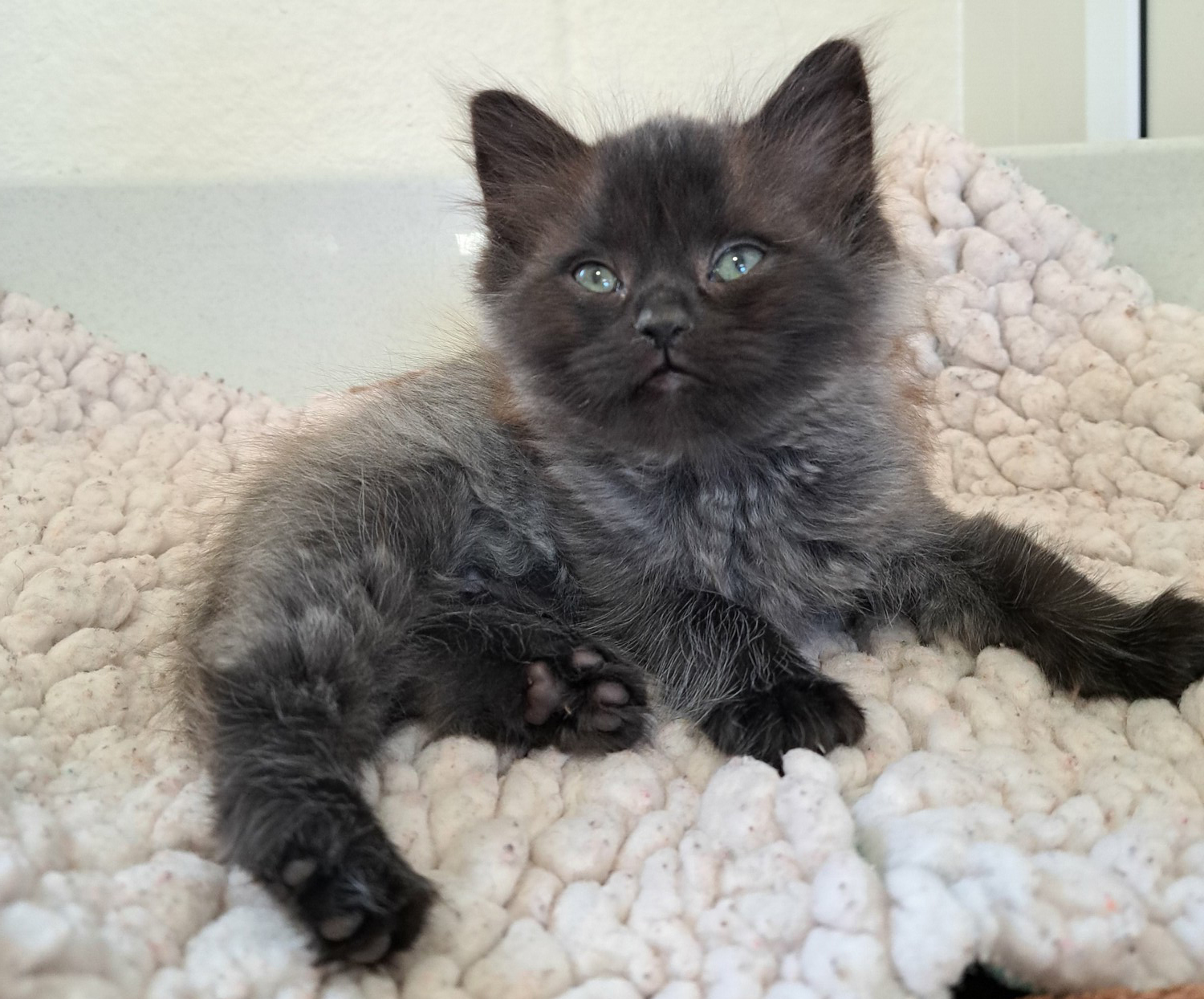 Black and grey kitten raisin laying on white blanket