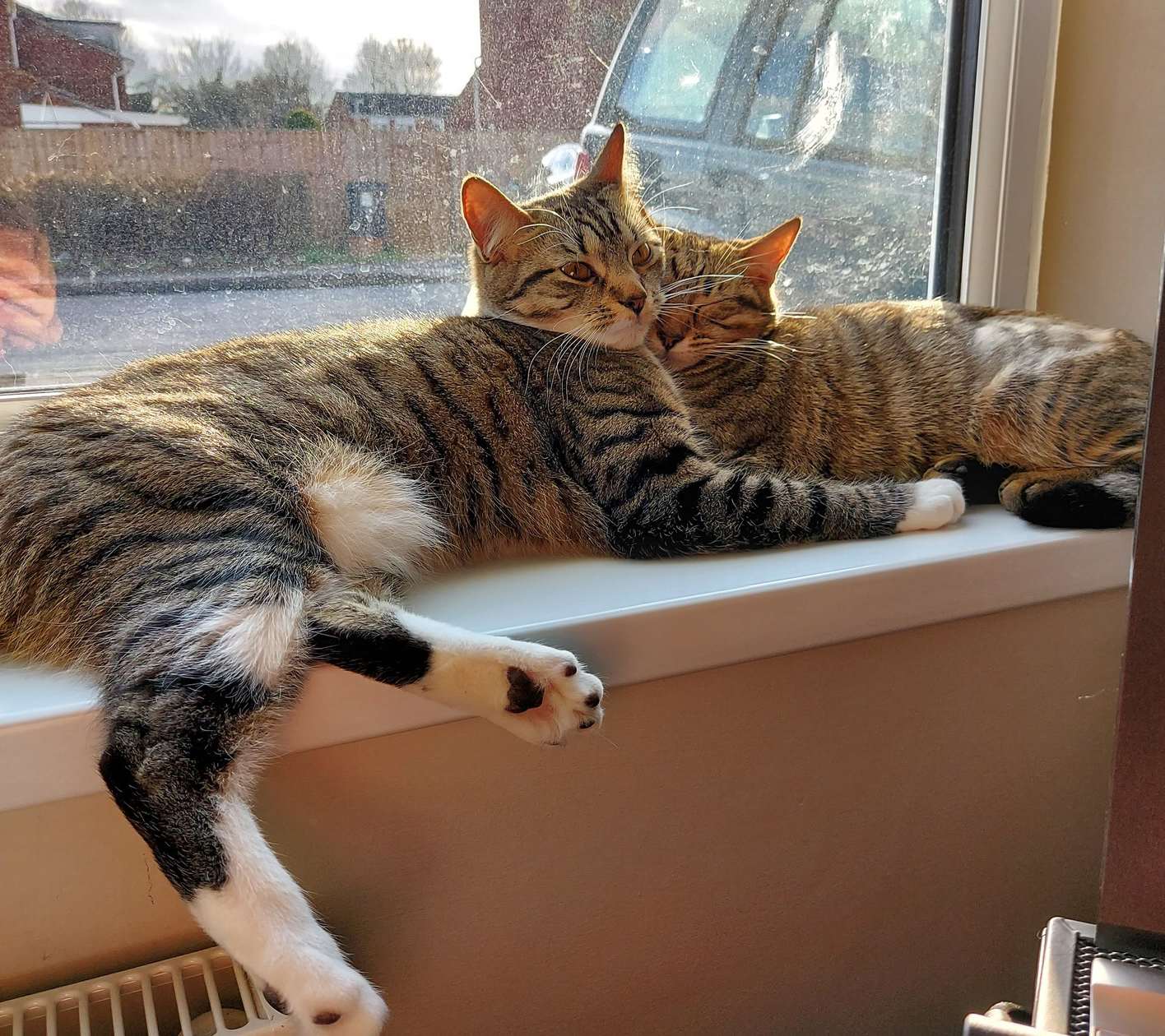 Hope and Joy cuddled up together on a sunny windowsill