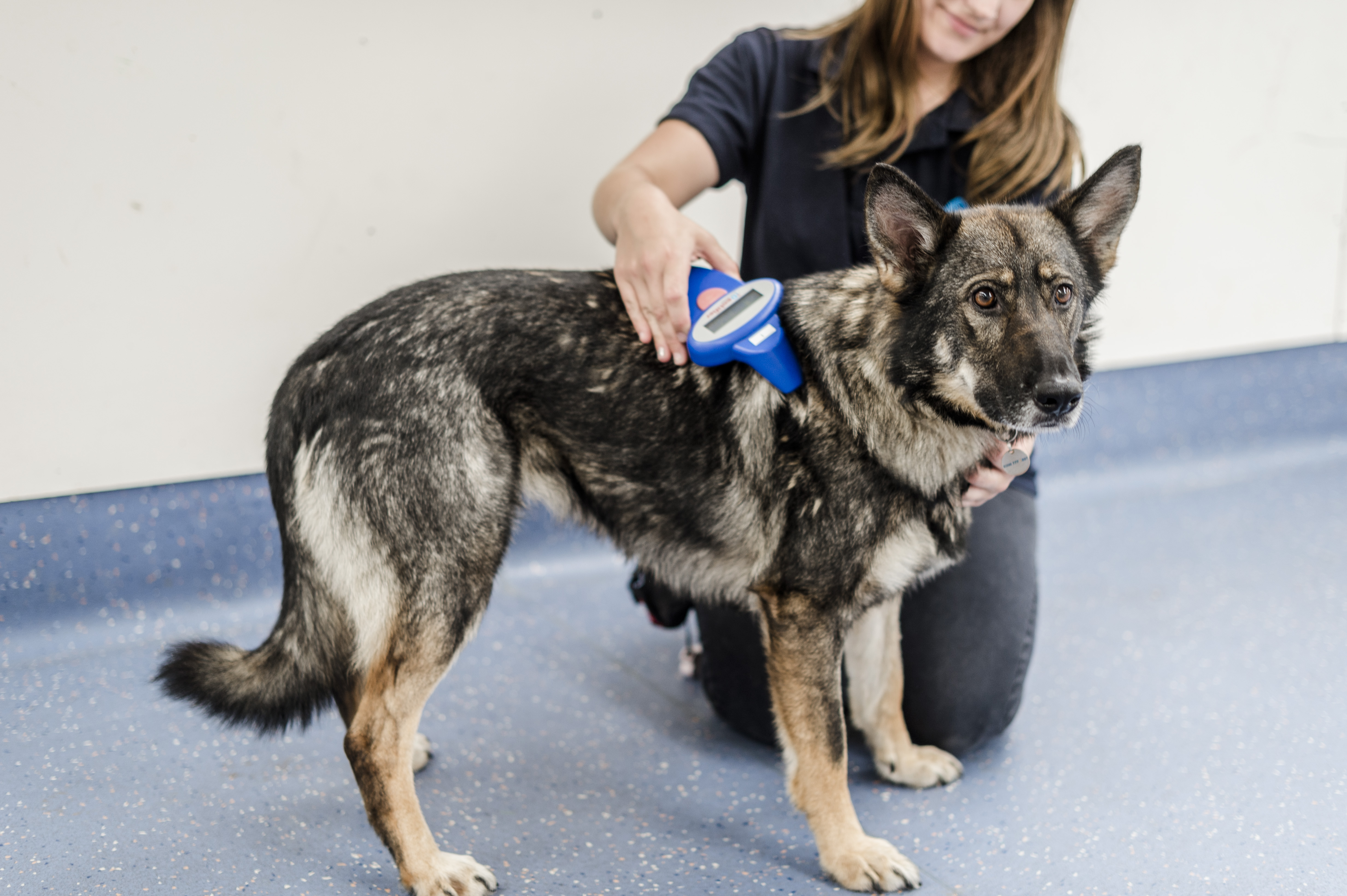 German Shepherd cross Jan being scanned for a microchip by a member of the Blue Cross team