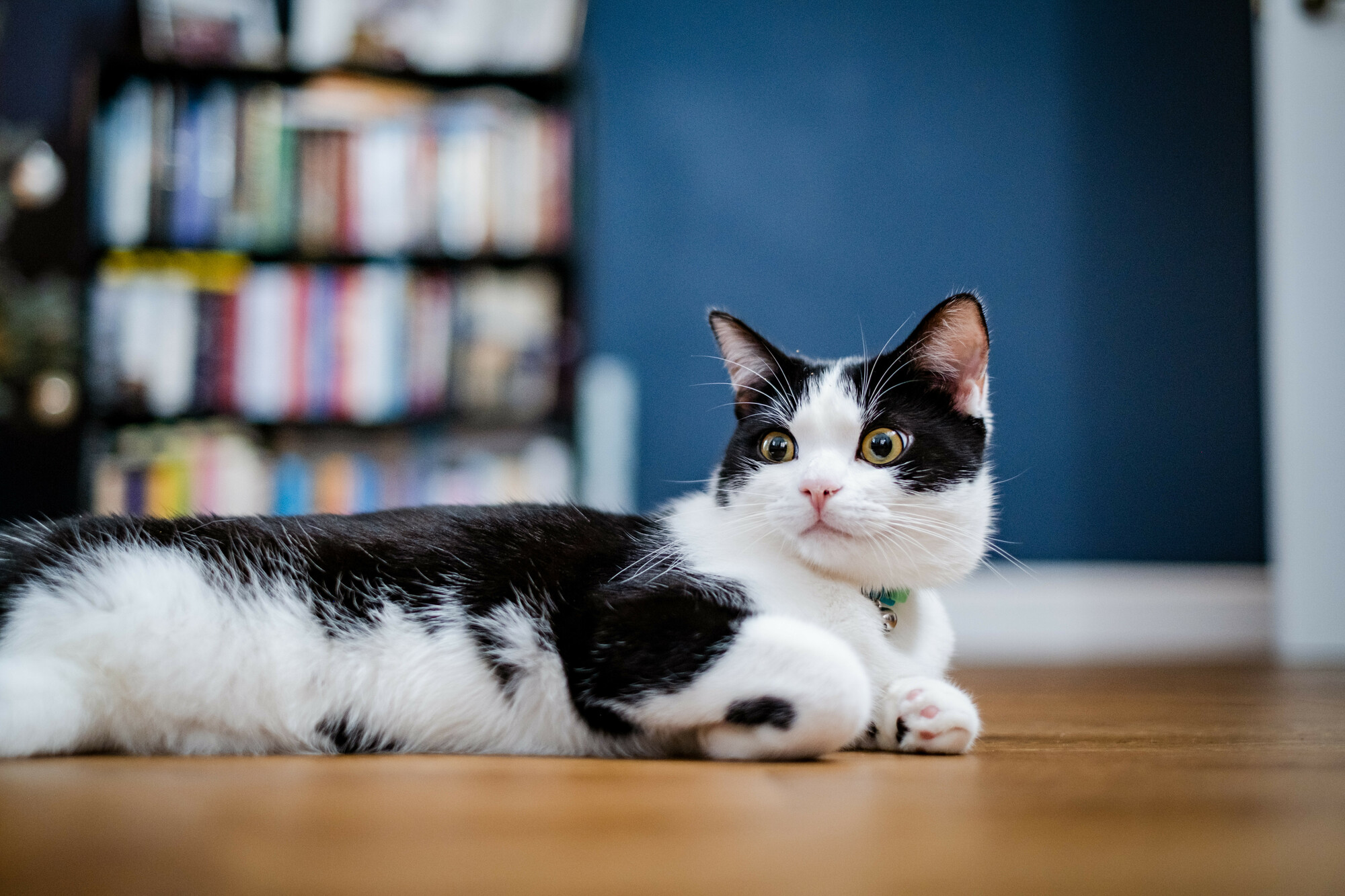 Black and white cat called Pickle lying on wooden floor