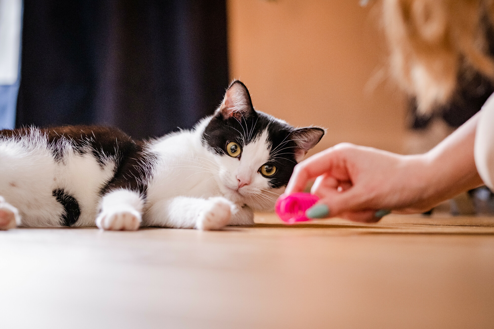 Black and white cat Pickle playing with her pink cat toy