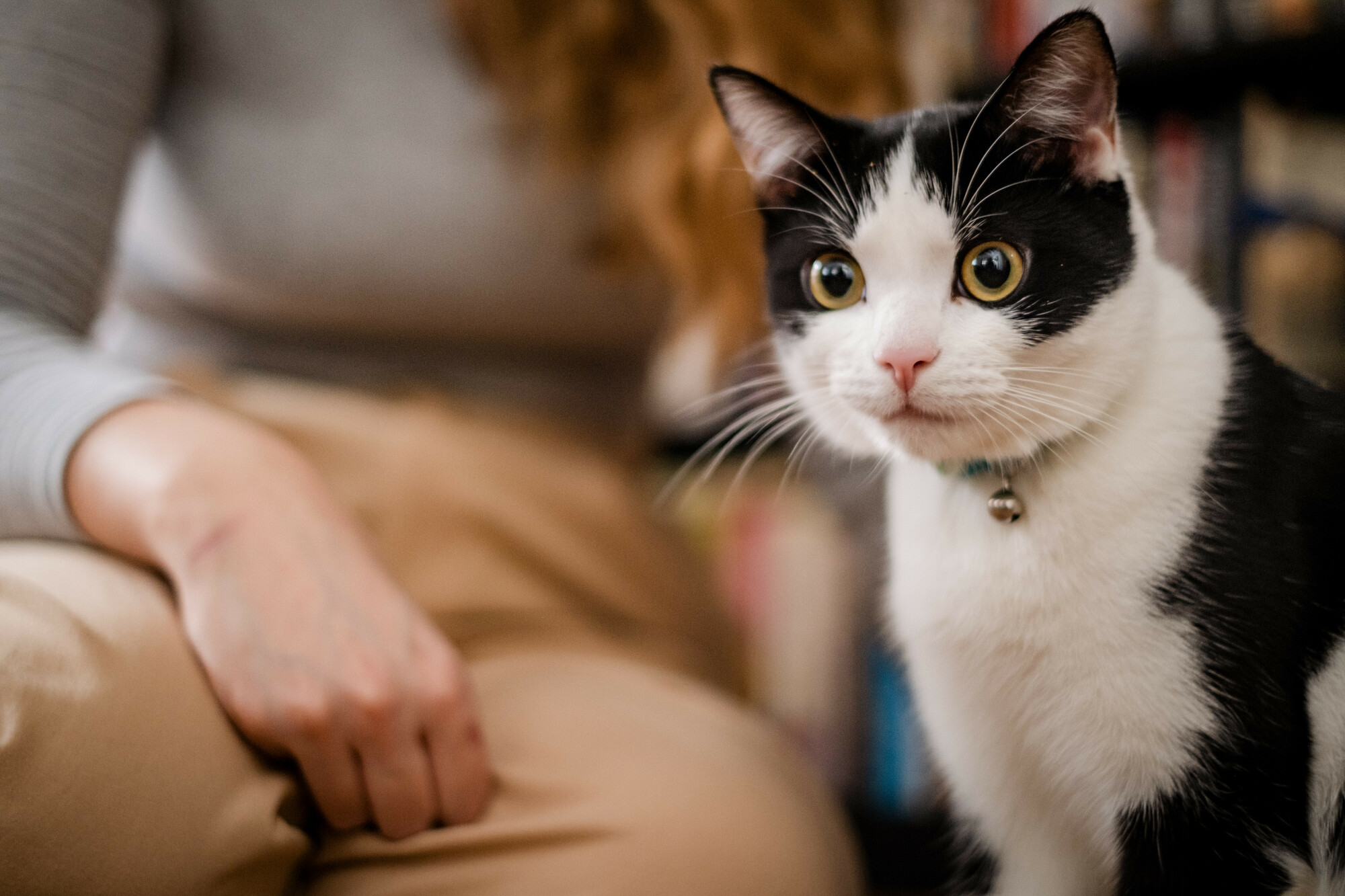 Black and white cat Pickle in her new home with her owner