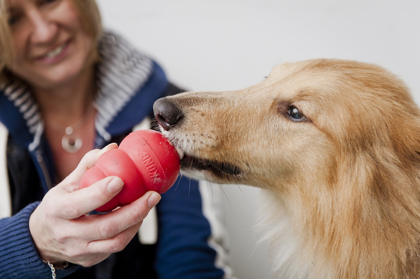 A dog enjoys licking a Kong treat