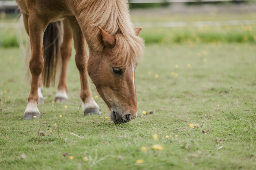 Young pony grazing in a field