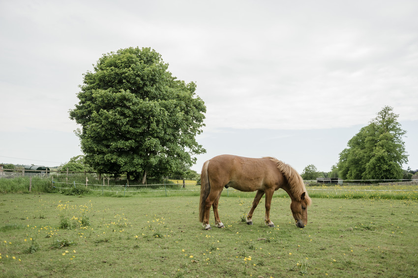 Light brown pony called Heath grazing in a field