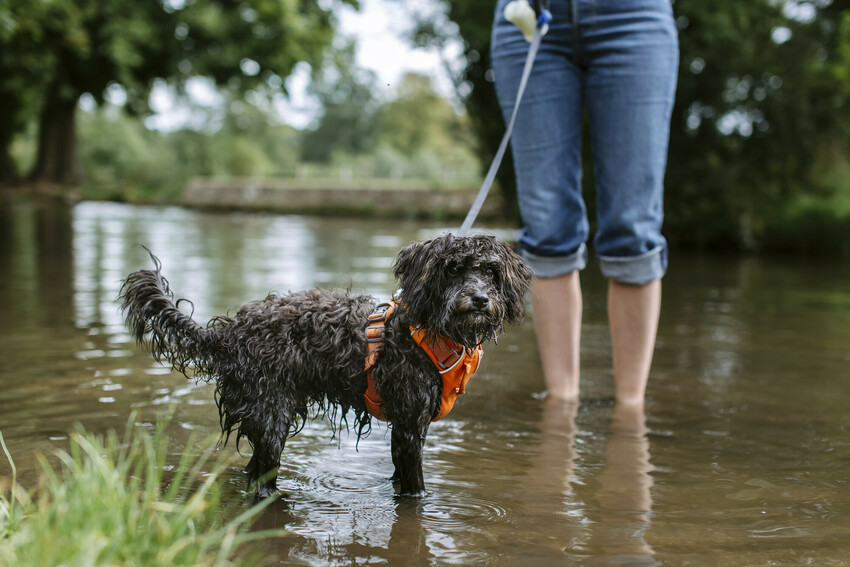 A small black dog stands in a stream