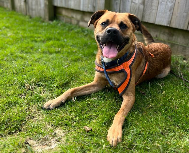 Boris lying on the grass looking happy