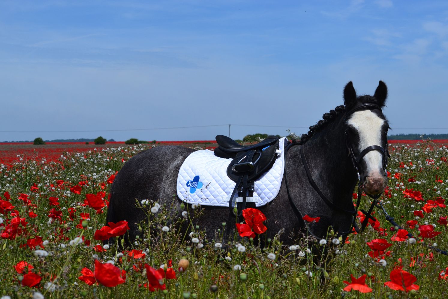 Blue Cross pony standing in a field of flowers