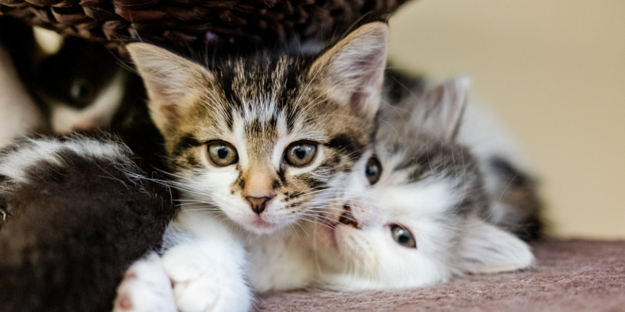 Tabby and white kitten cuddling with grey and white kitten