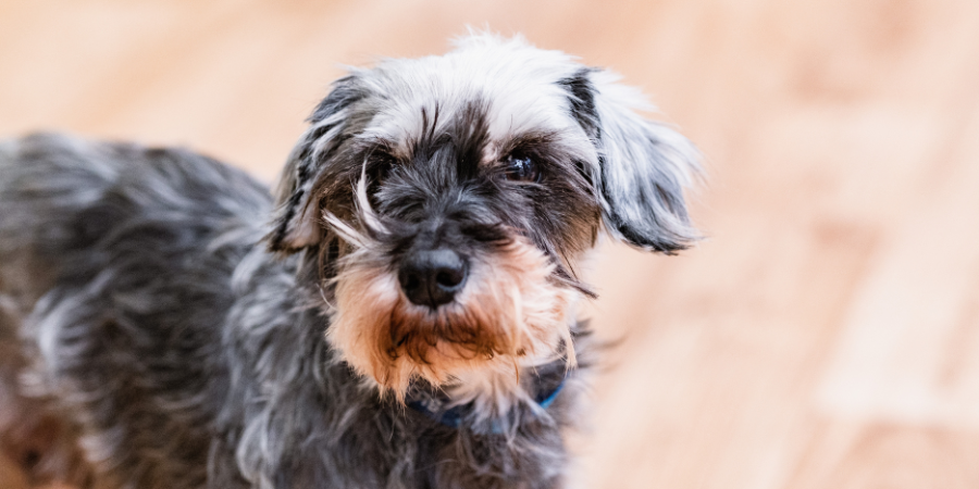 Grey terrier mix looking at to the camera