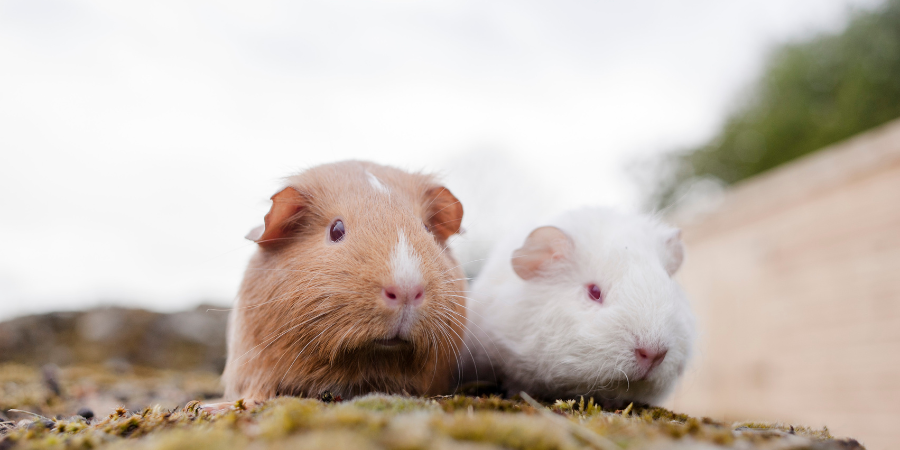 Brown guinea pig and white guinea pig