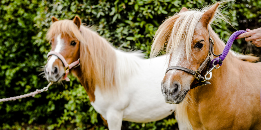 Two Shetland ponies, one brown and one brown and white