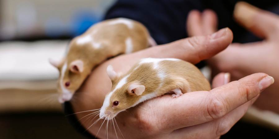 Two brown and white mice climbing on someone's hand