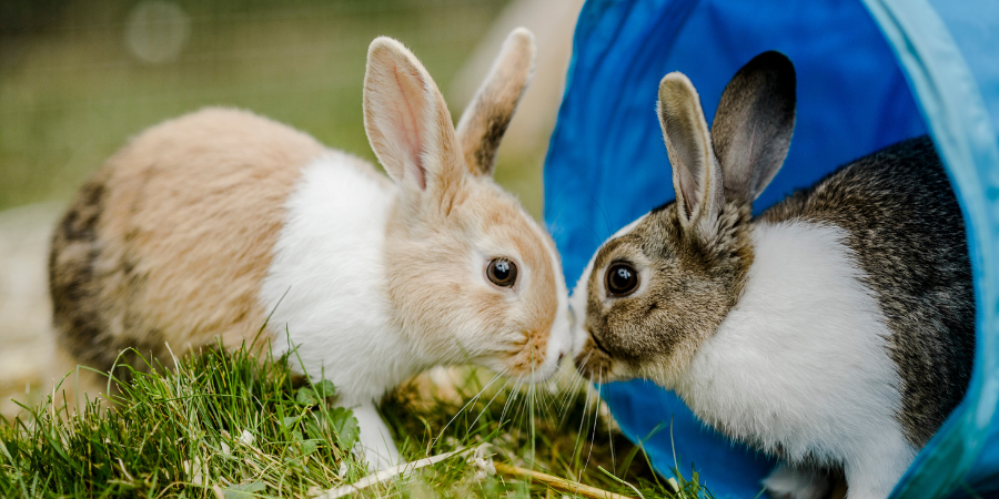 Tan and cream rabbit standing on grass next to a brown and white rabbit in a blue tunnel