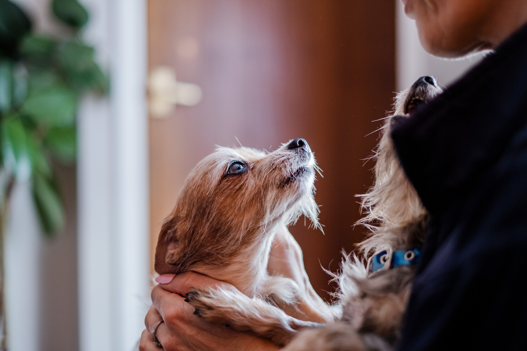 Two small dogs, Moana and Tinkerbell, looking up at their foster carer