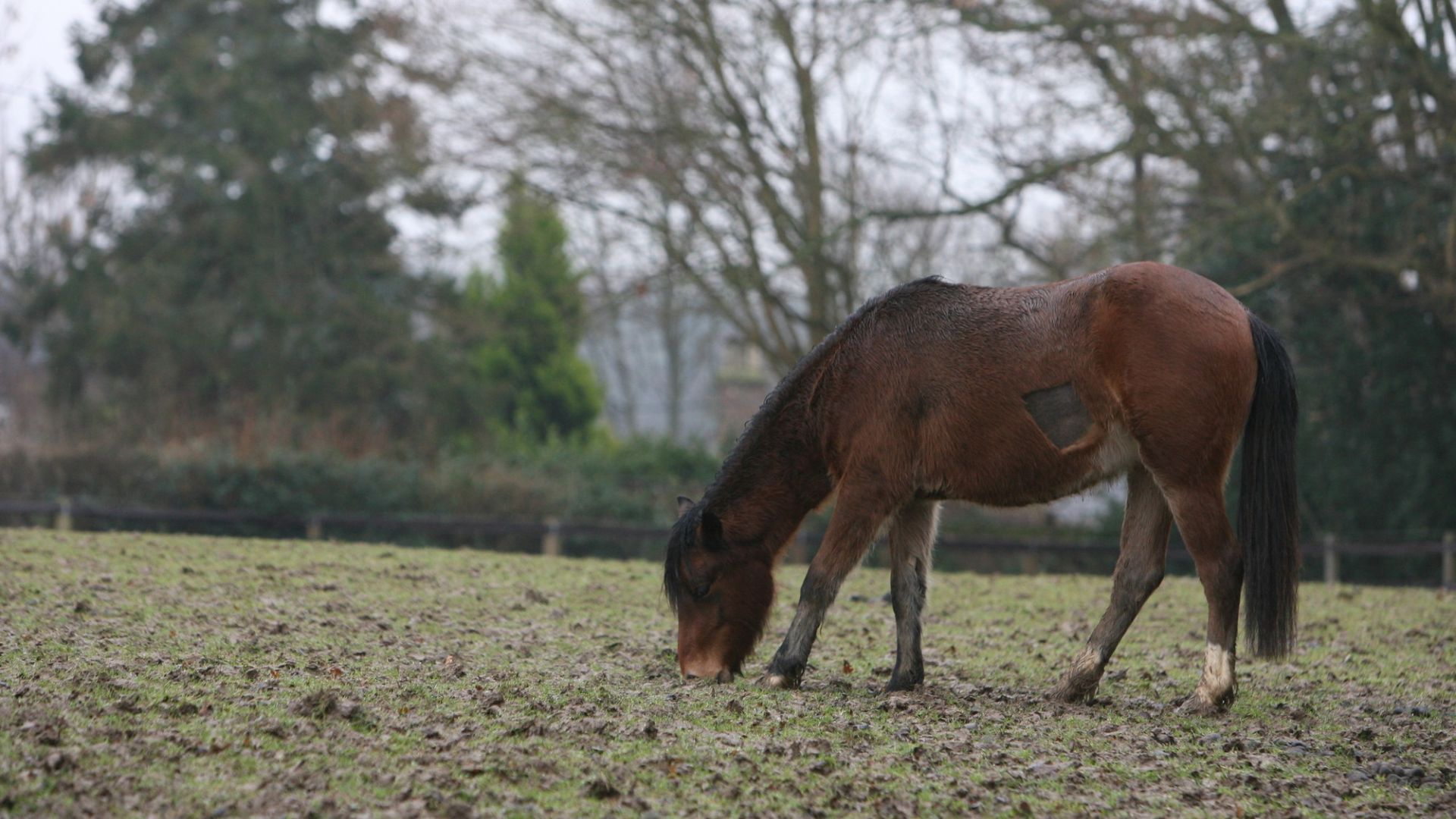 Bay pony grazing in a field
