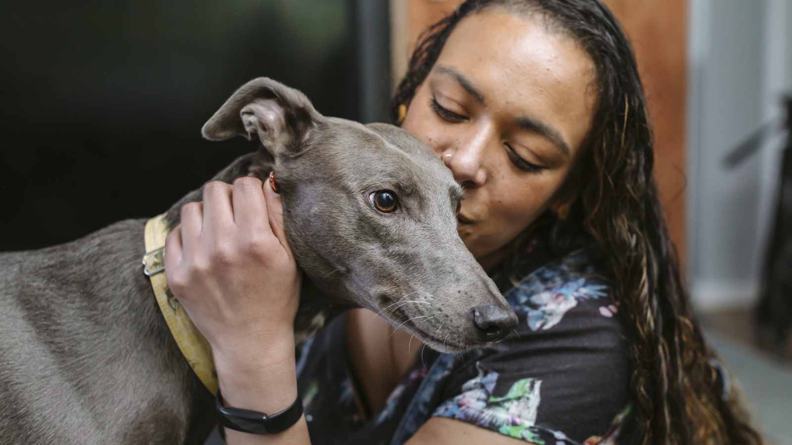 Greyhound Bleu leans into his owner for a cuddle