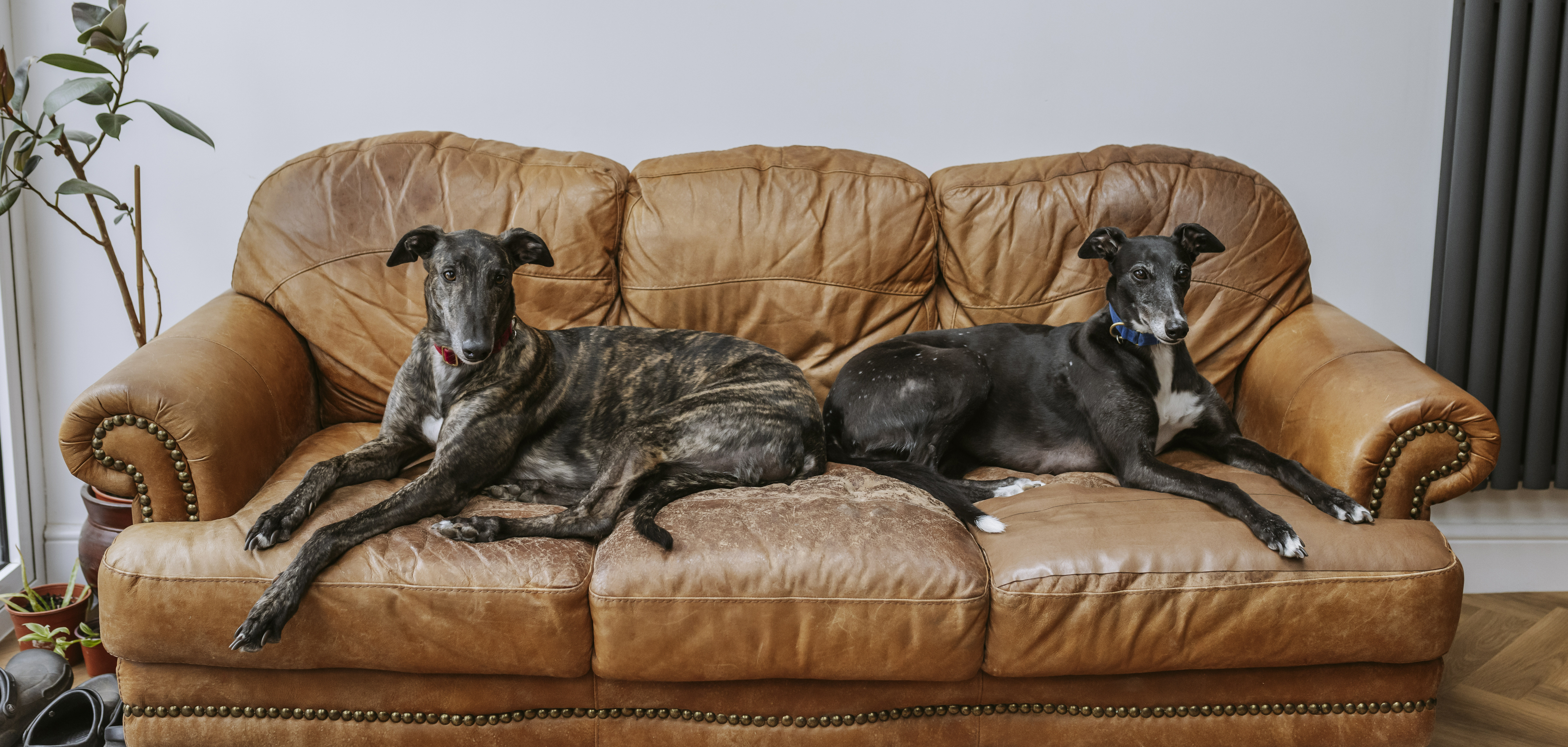 Greyhounds Amos and Holly lie on a brown leather sofa. Their tails touch as they recline in comfort.