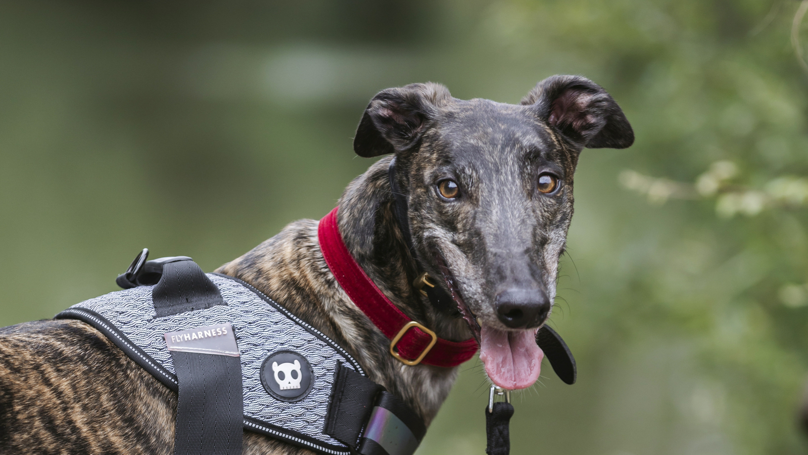 Amos, a brindle greyhound, looks straight towards the camera smiling