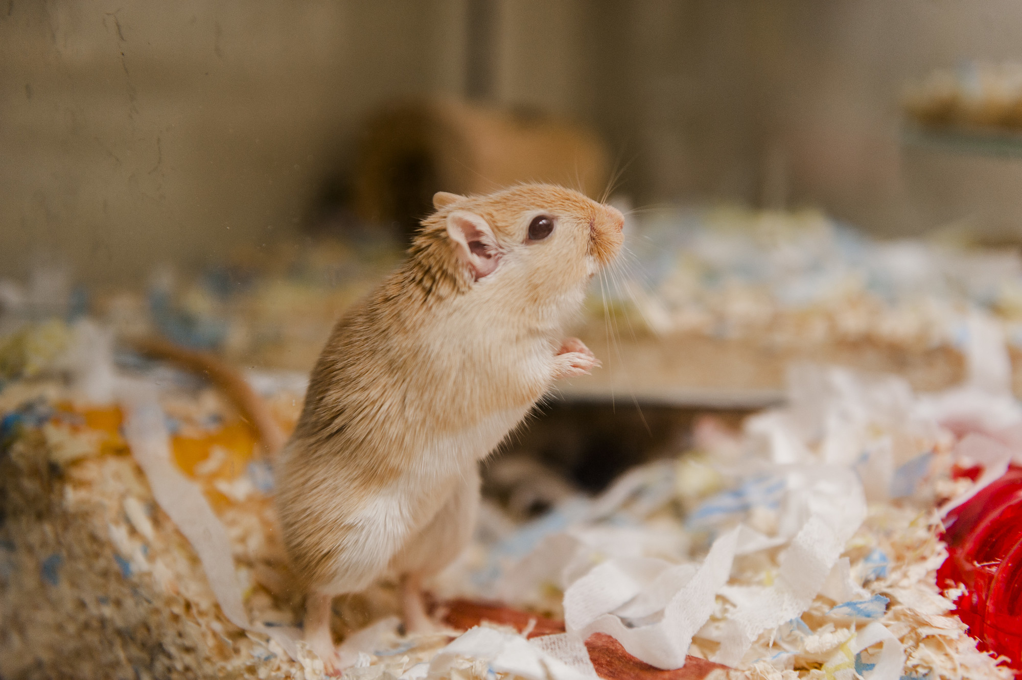 A golden agouti gerbil stands in their accommodation.