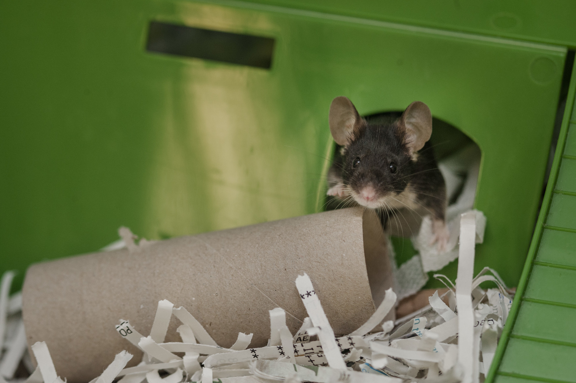 A black mouse peers out of their hideaway, next to a toilet roll inner tube.