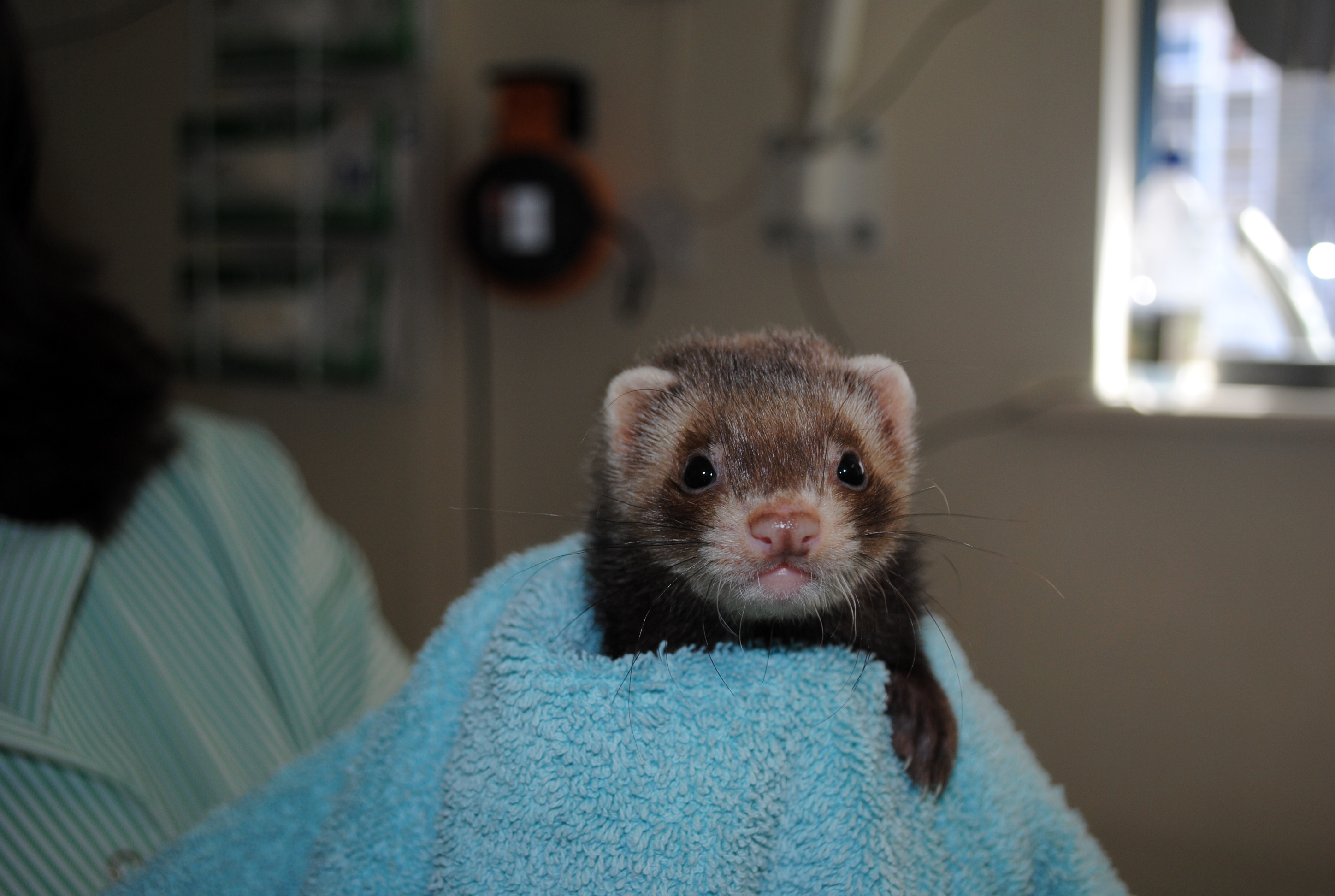 A chocolate coloured ferret is held in a towel by a Blue Cross vet.