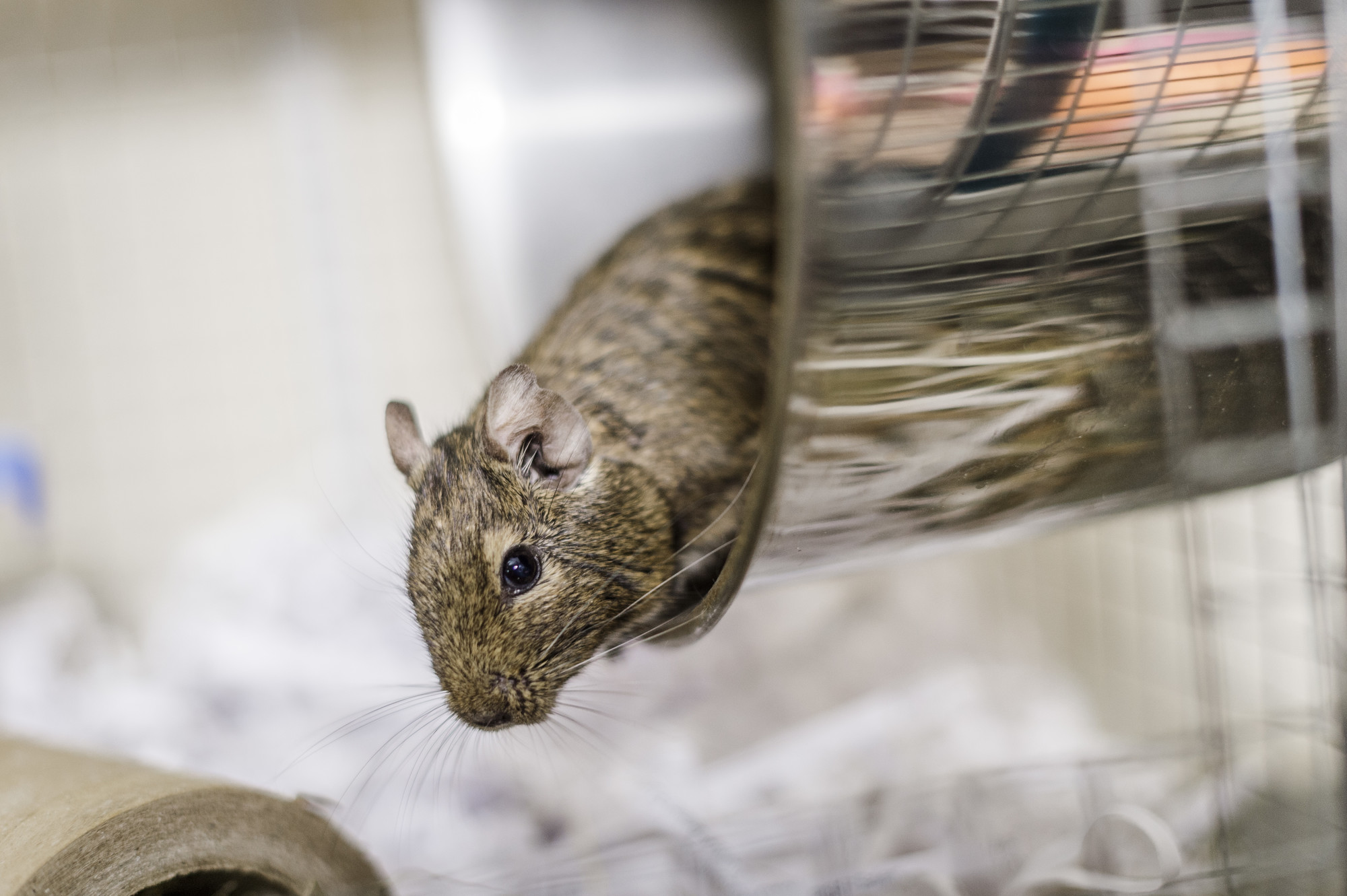 An agouti degu leans out of their wheel in their accommodation.