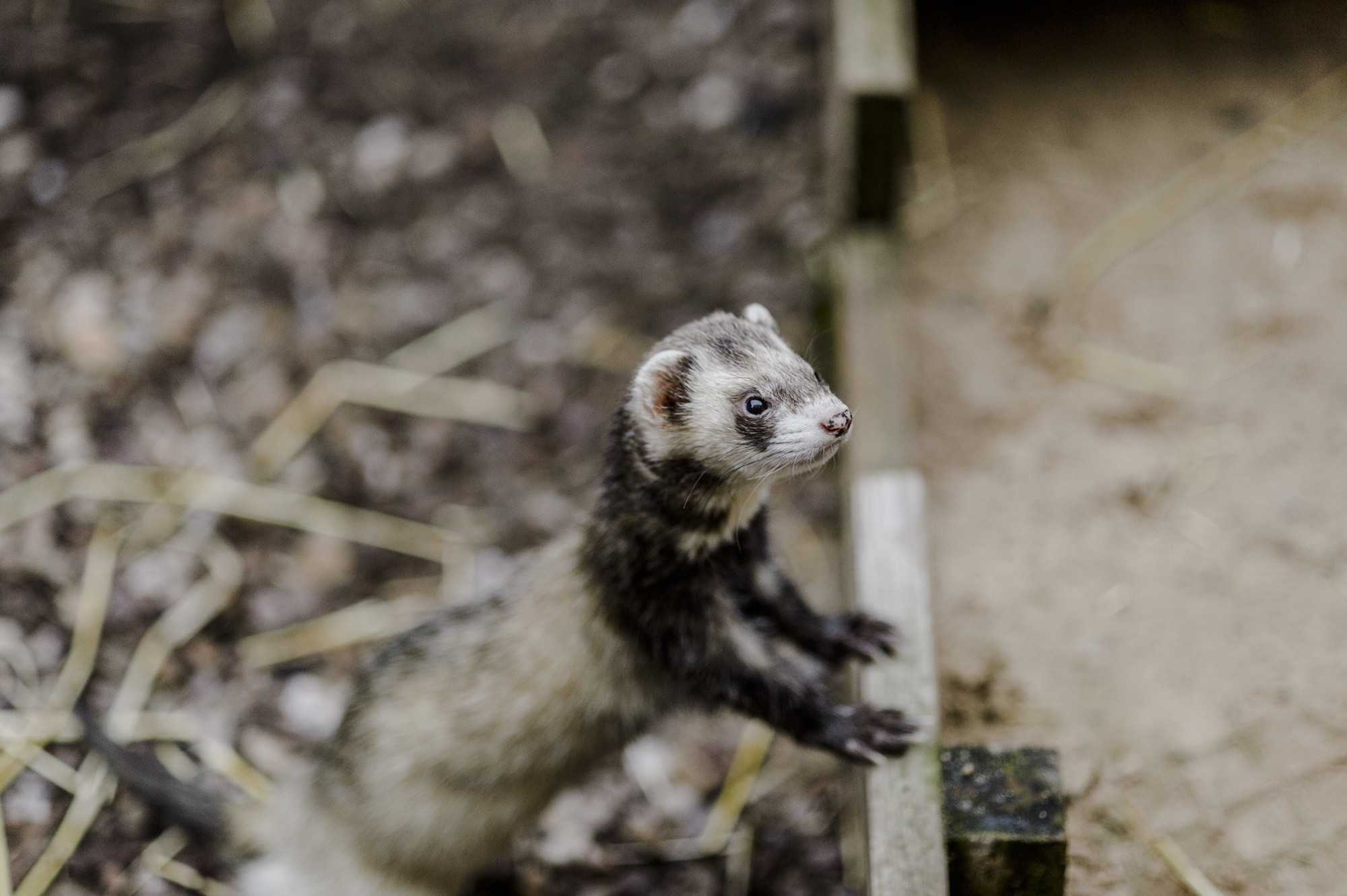 A chocolate ferret leans out of their enrichment box.