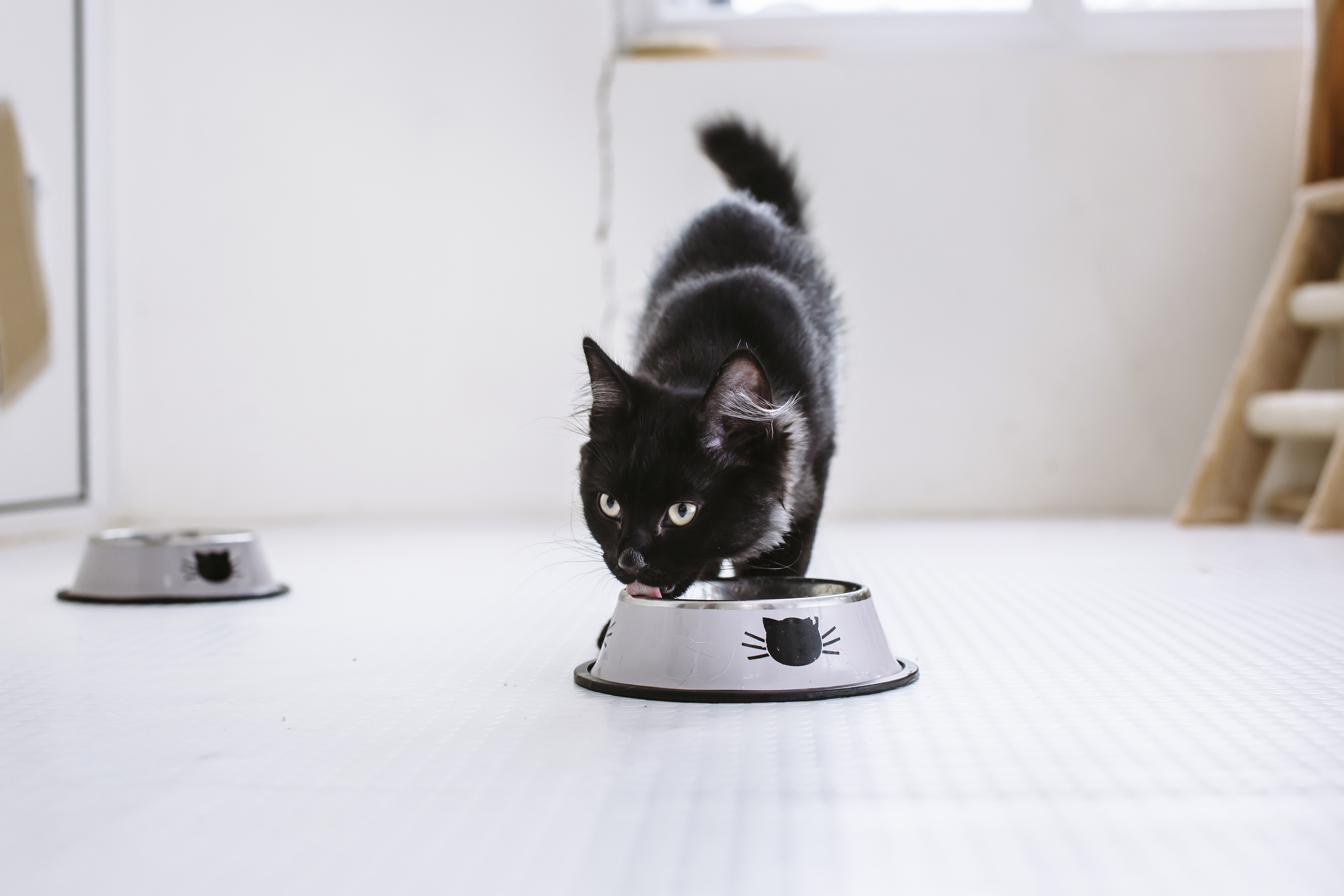 A black cat eating from a silver food dish.