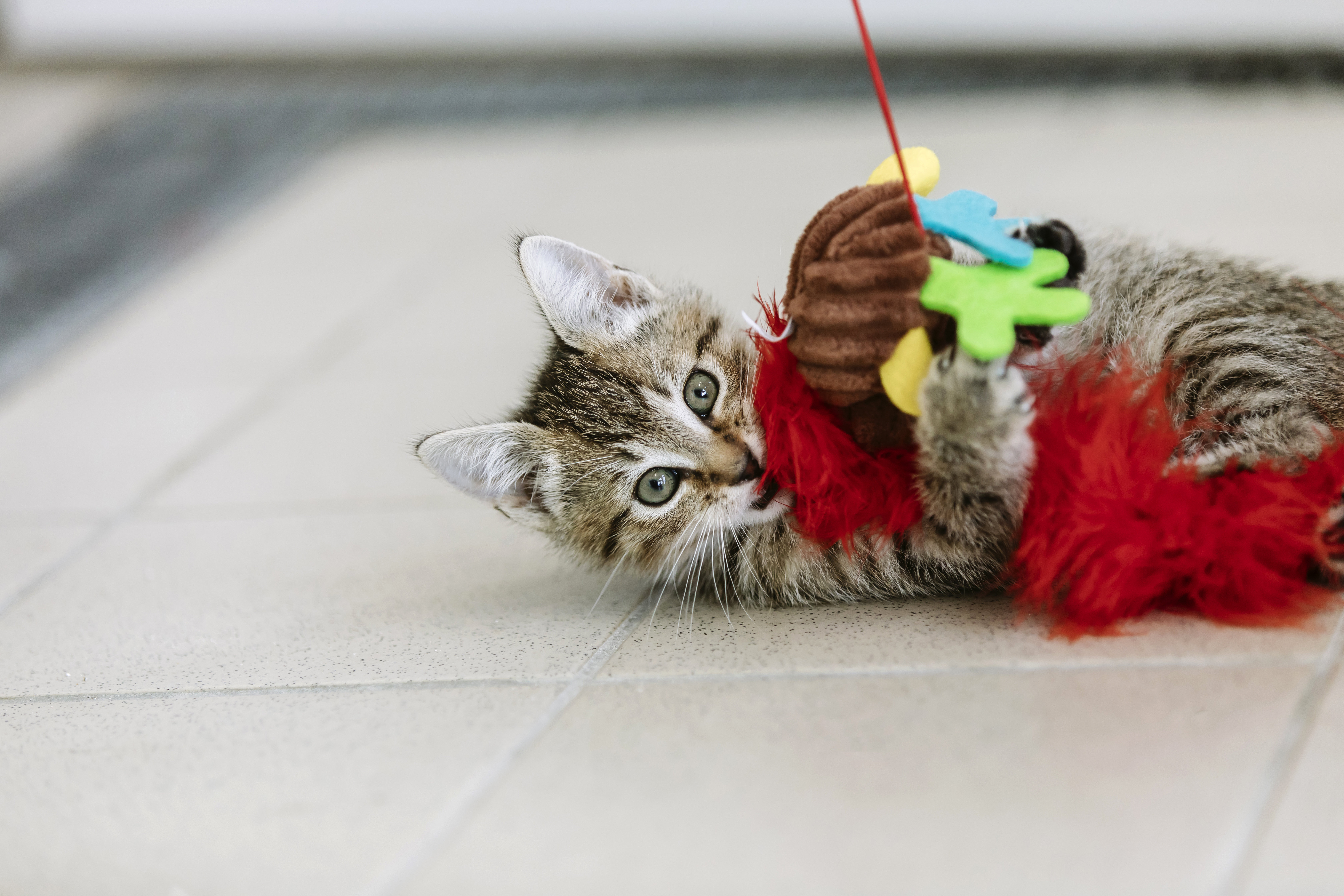 A young tabby kitten plays with a colourful cat wand.
