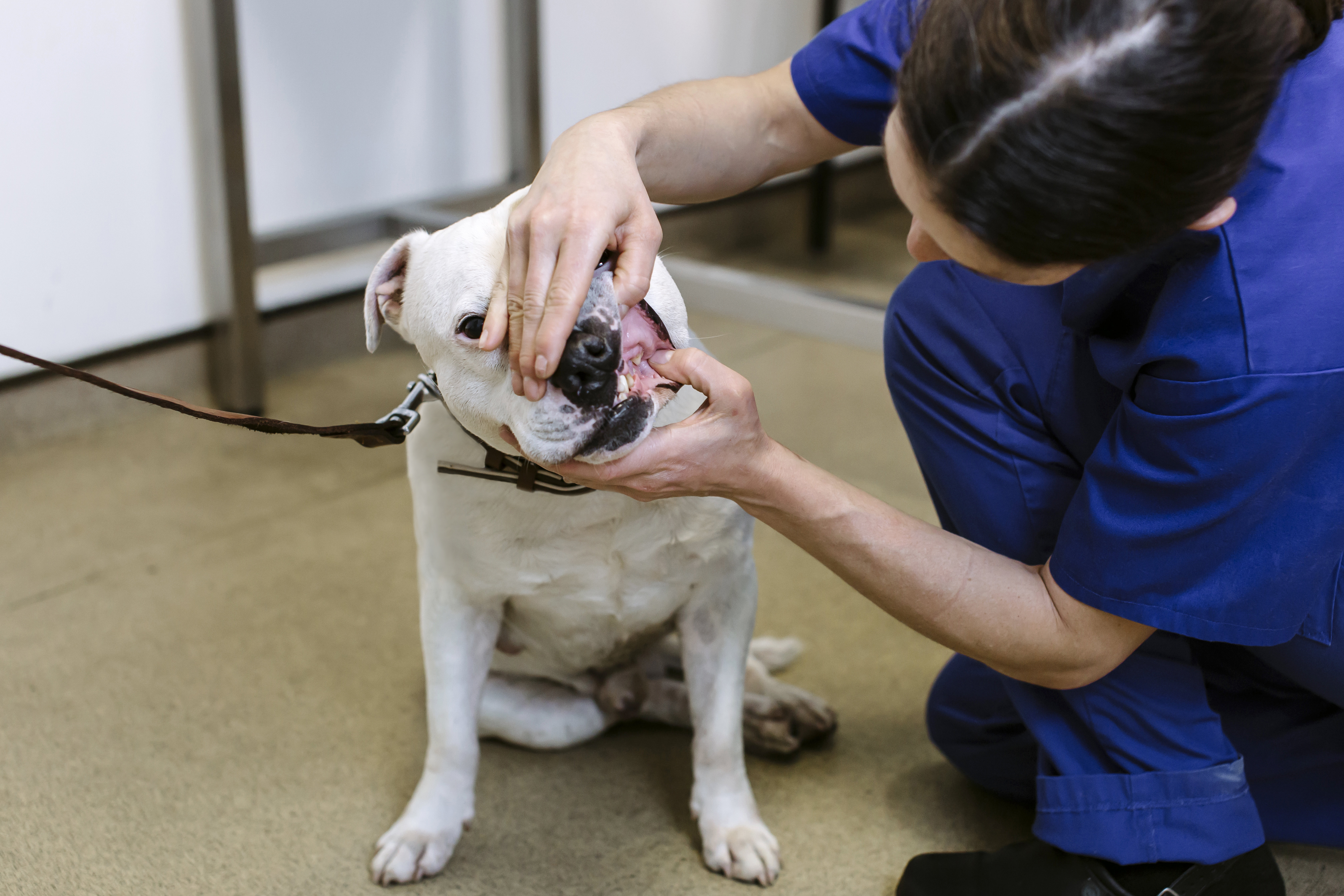 A white staffie dog has their teeth assessed by a Blue Cross vet.