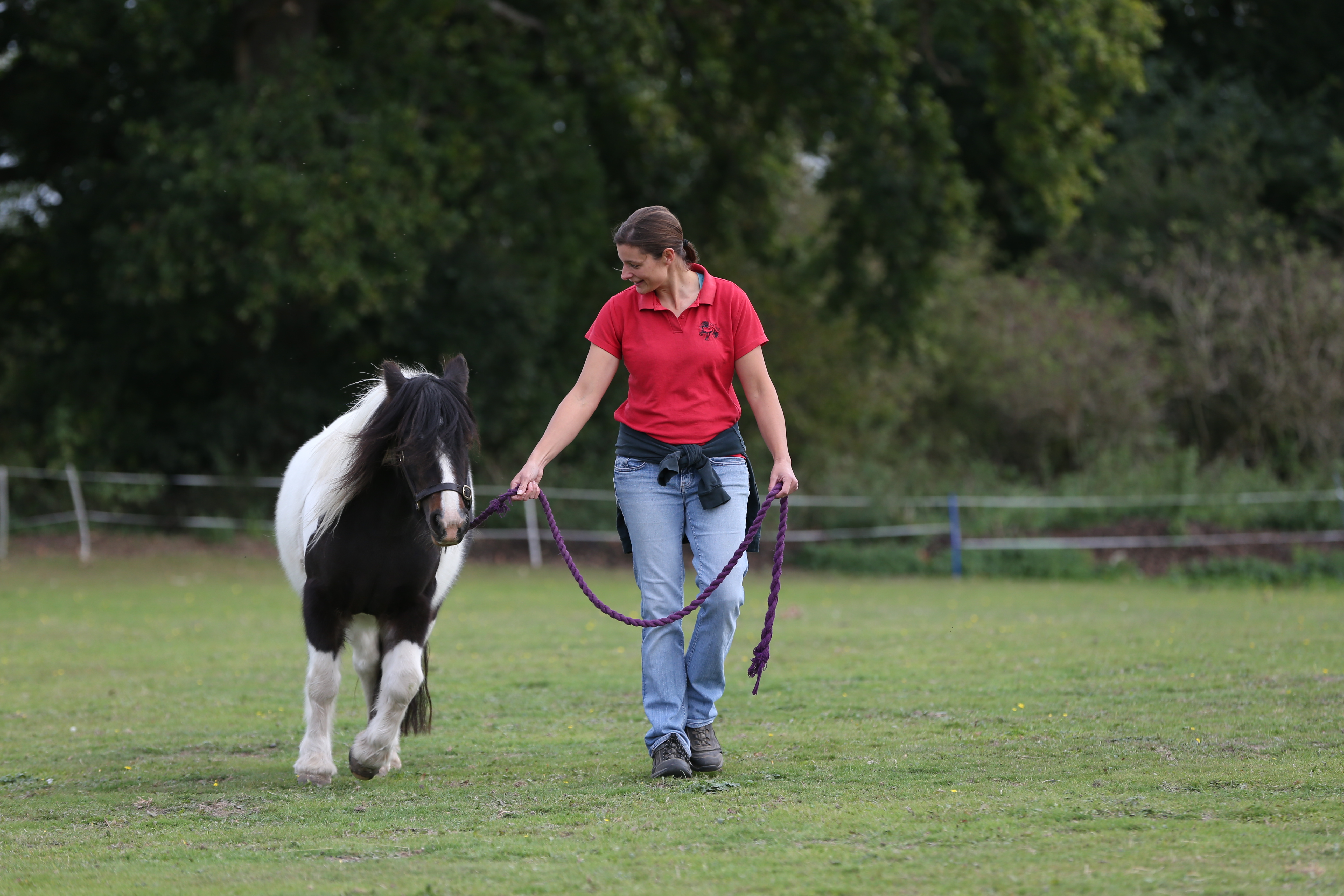A pony is exercised by their owner in hand in a paddock.