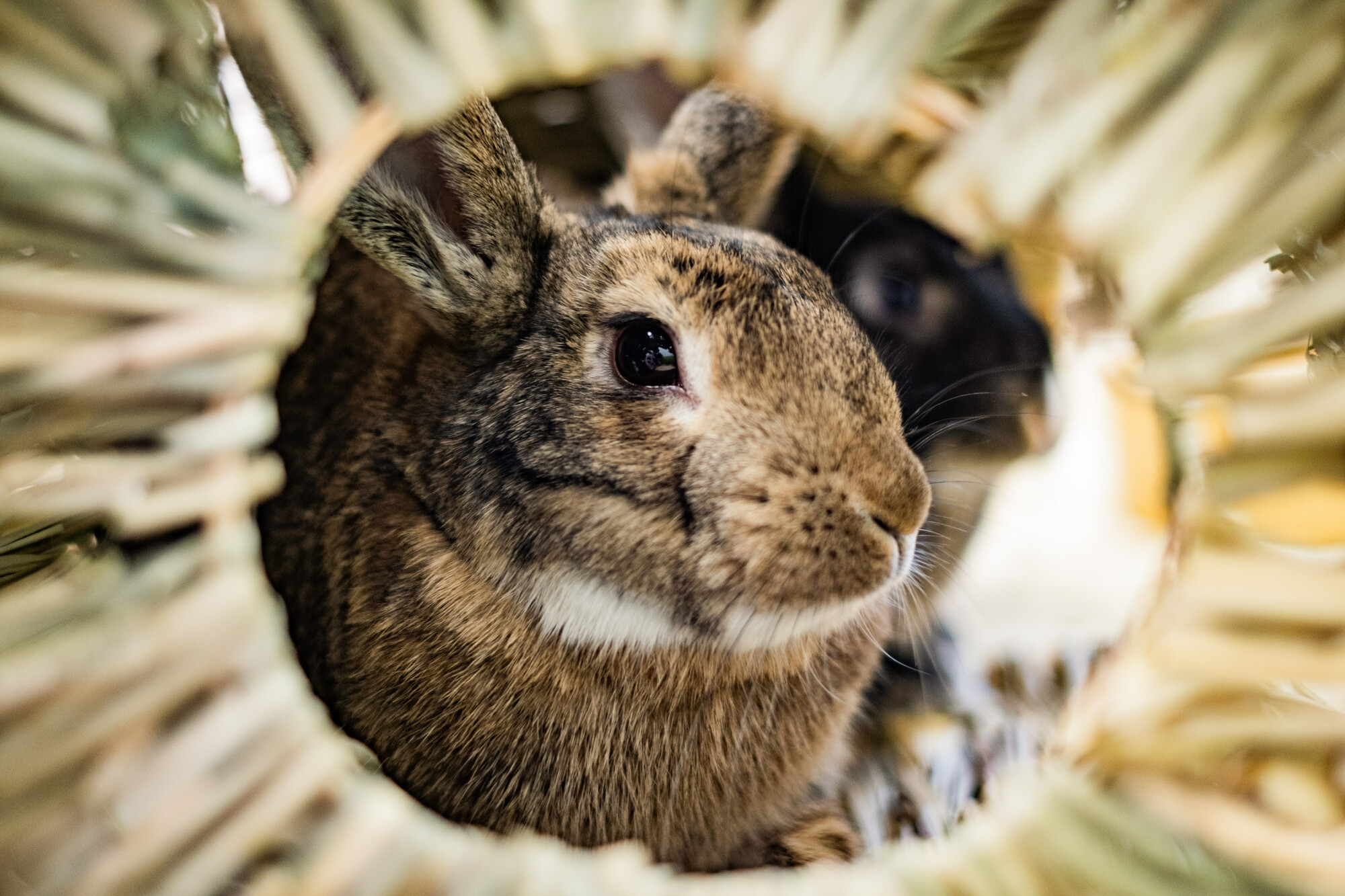 Daphne in a wicker tunnel